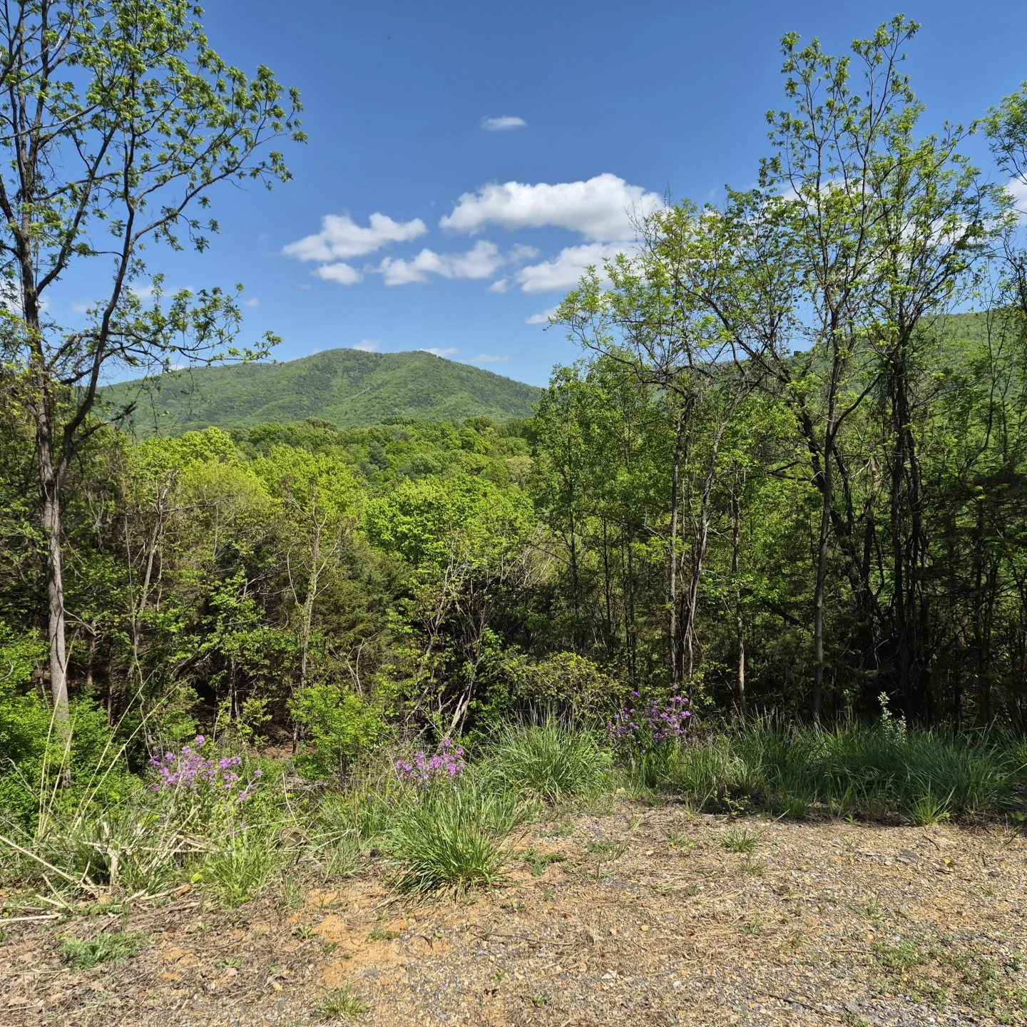 2 acres Coffey Hill Dr - Photo 15