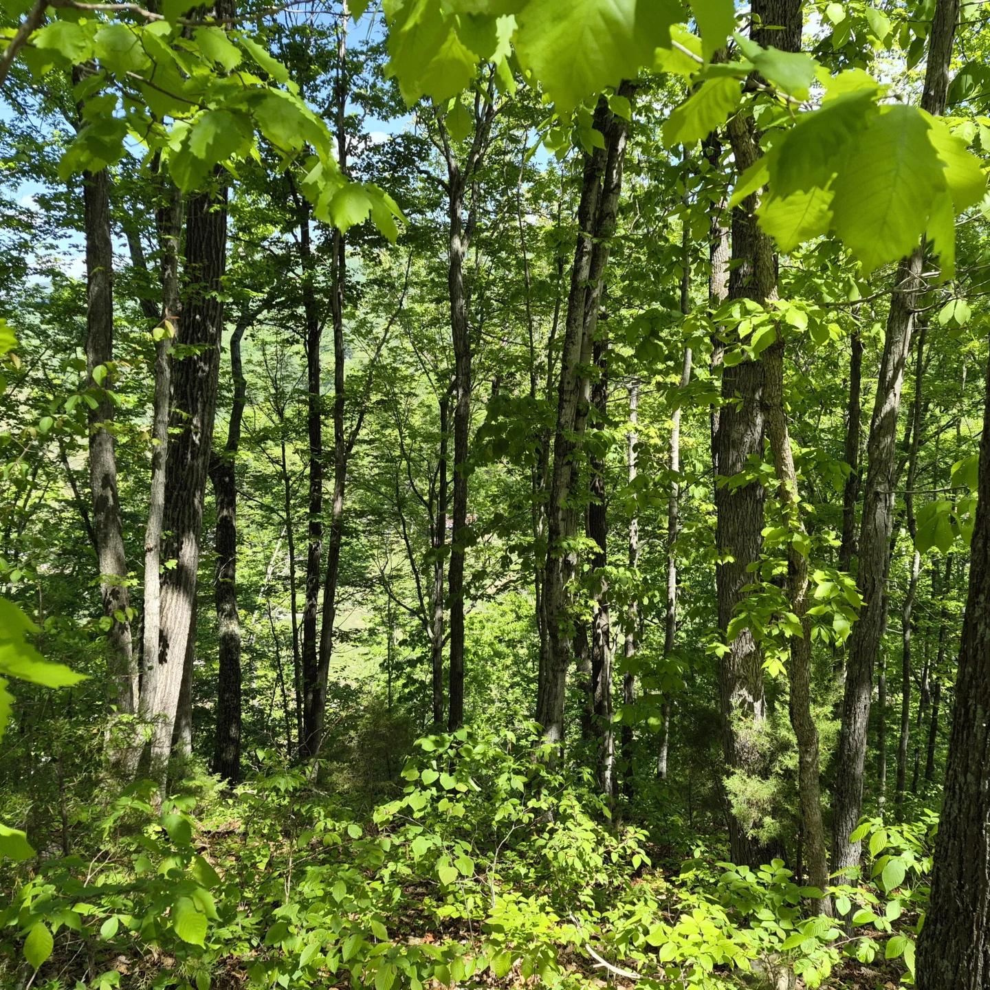 2 acres Coffey Hill Dr - Photo 17