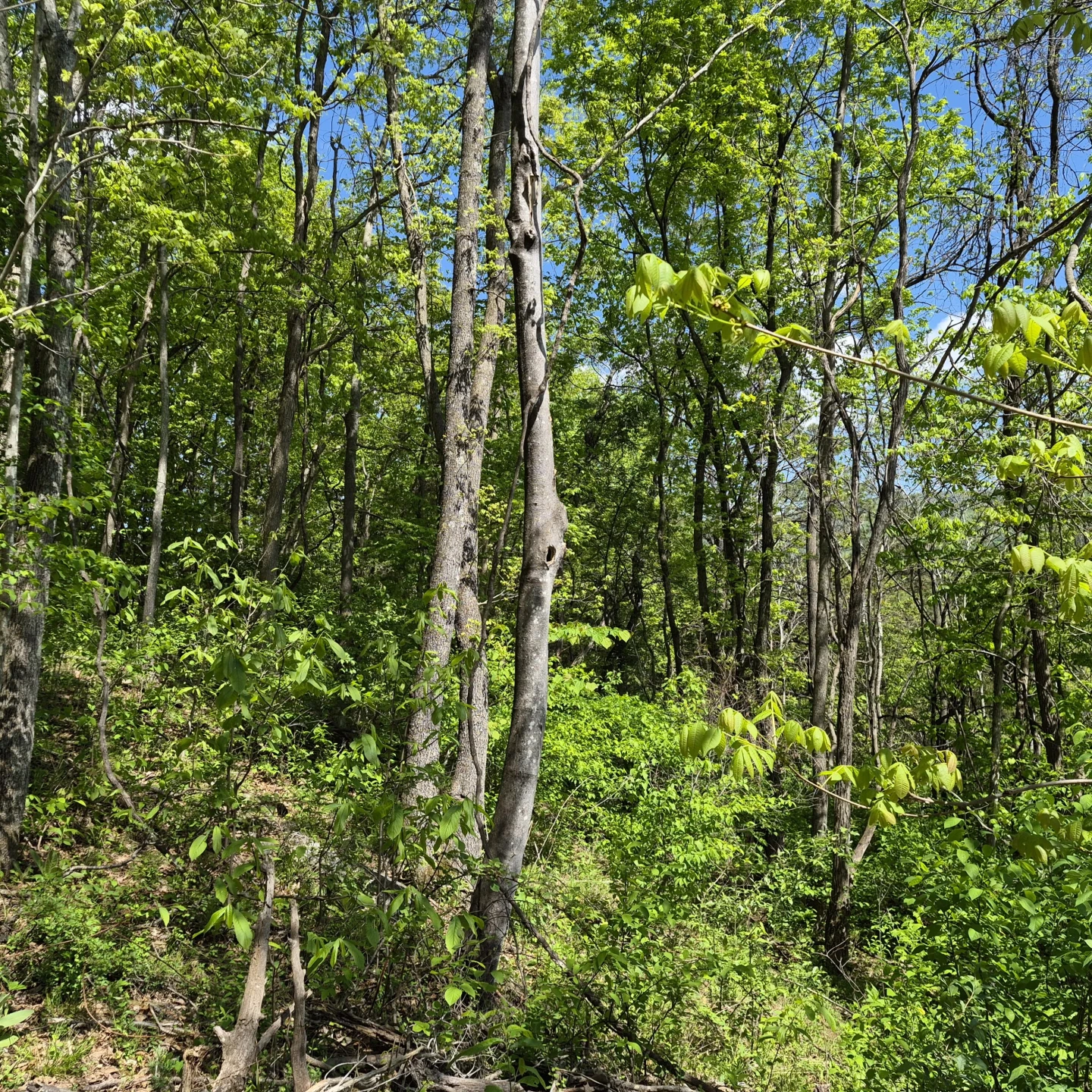2 acres Coffey Hill Dr - Photo 8
