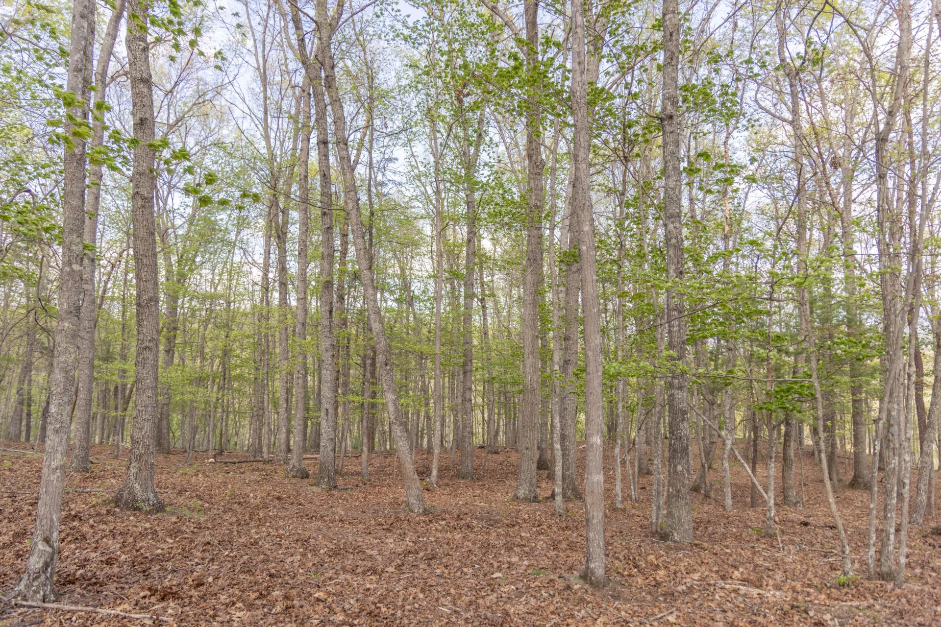0 W Morris Hill Rd - Photo 39