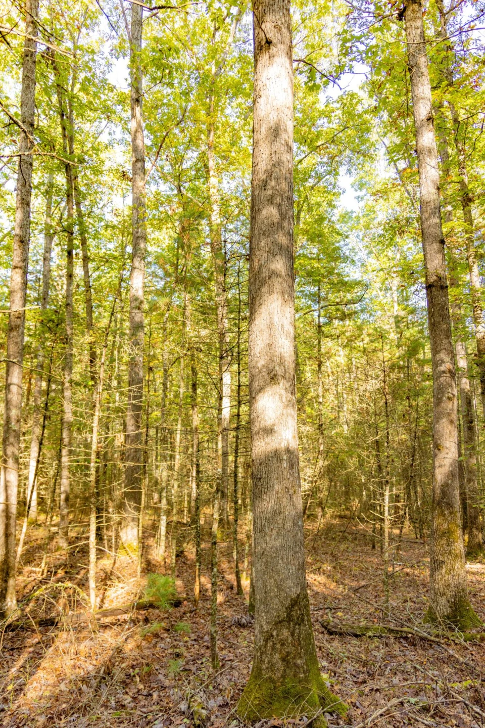 2430 Big Back Creek Rd - Photo 28