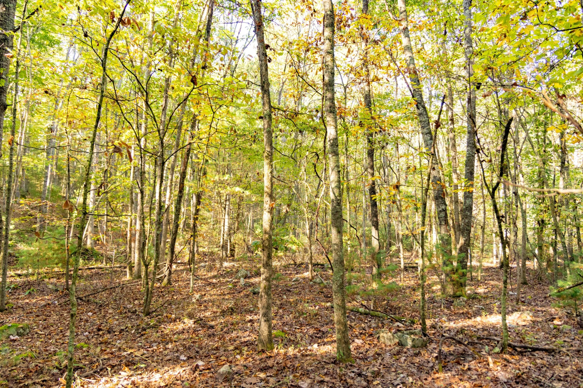 2430 Big Back Creek Rd - Photo 31