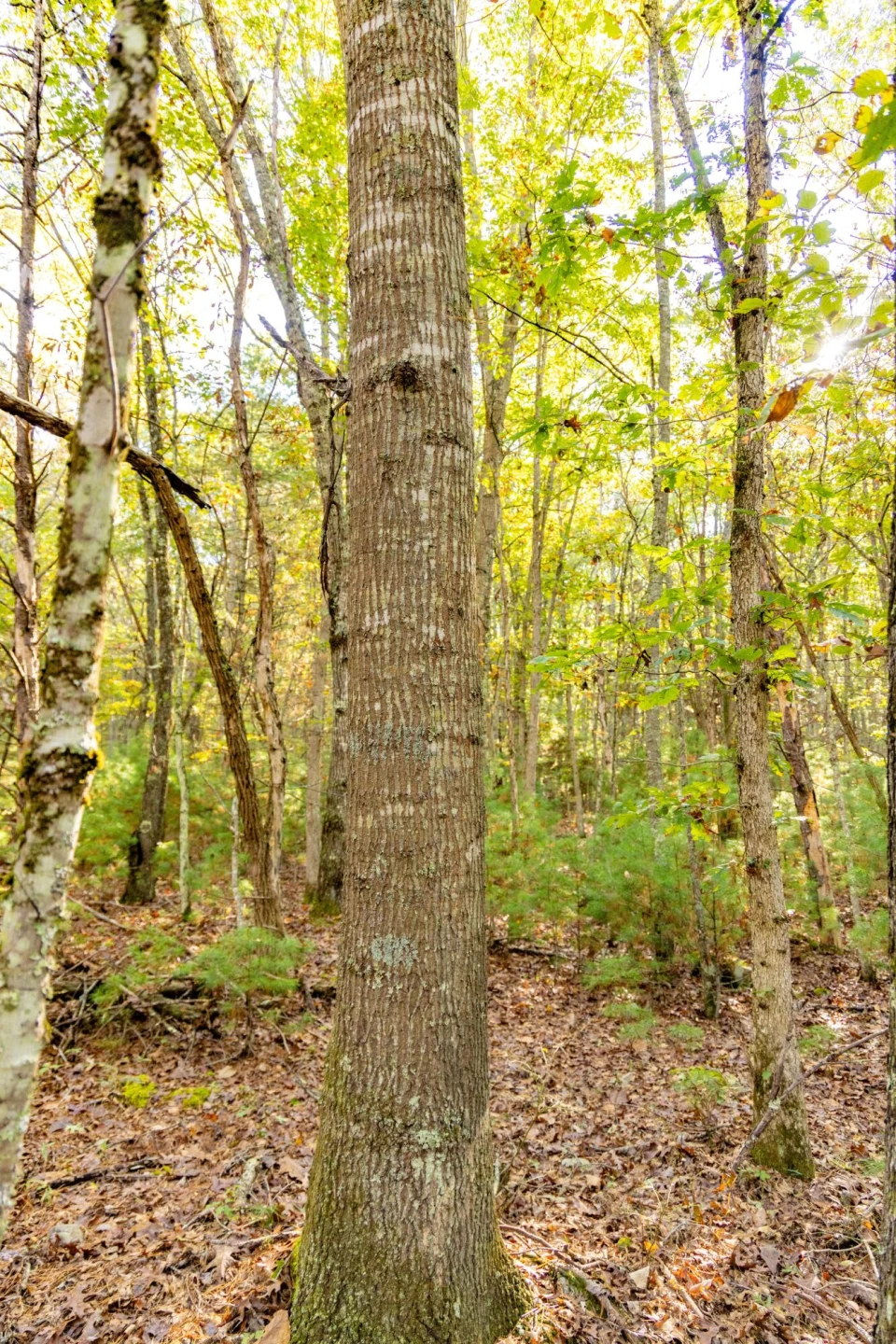 2430 Big Back Creek Rd - Photo 32