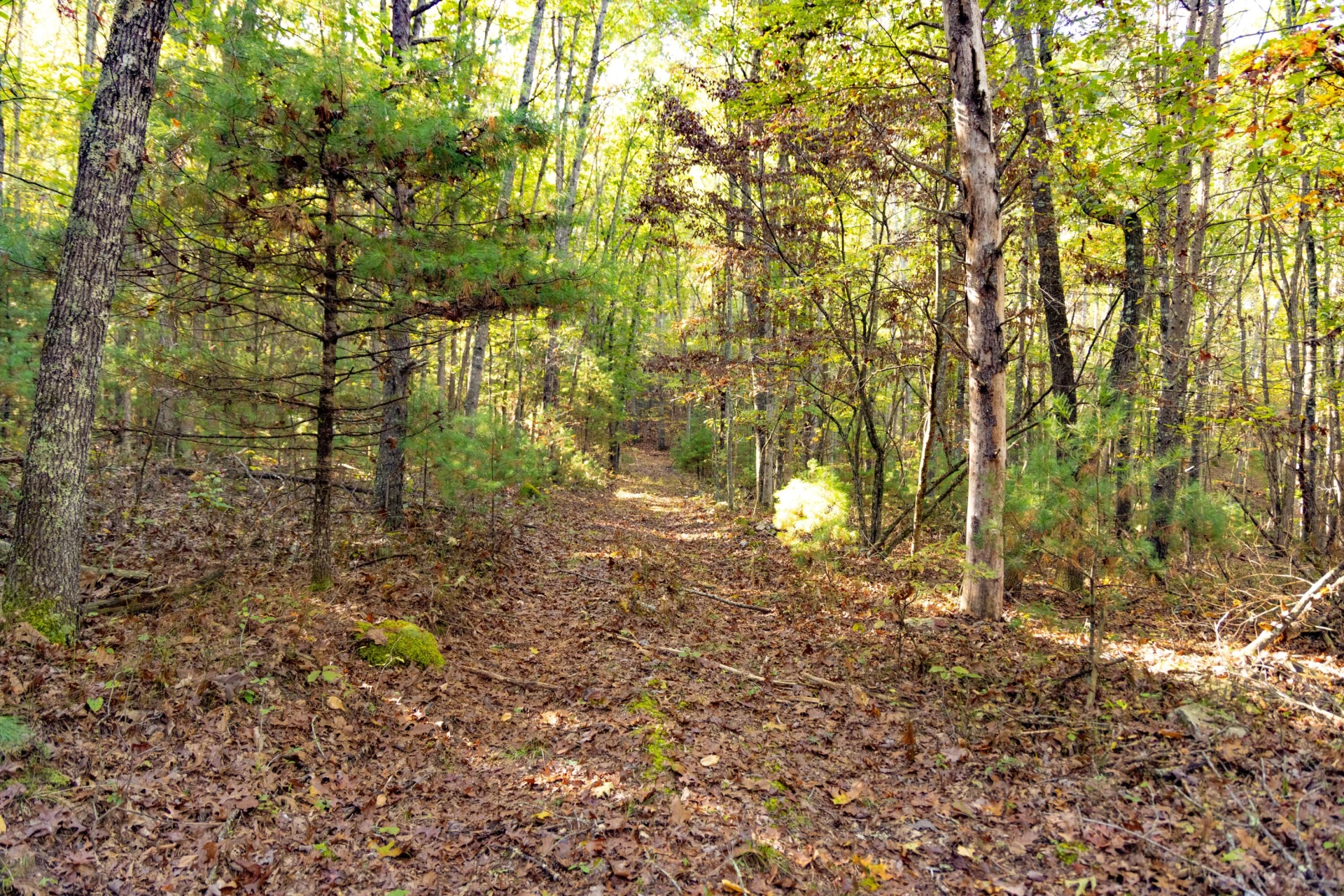 2430 Big Back Creek Rd - Photo 33