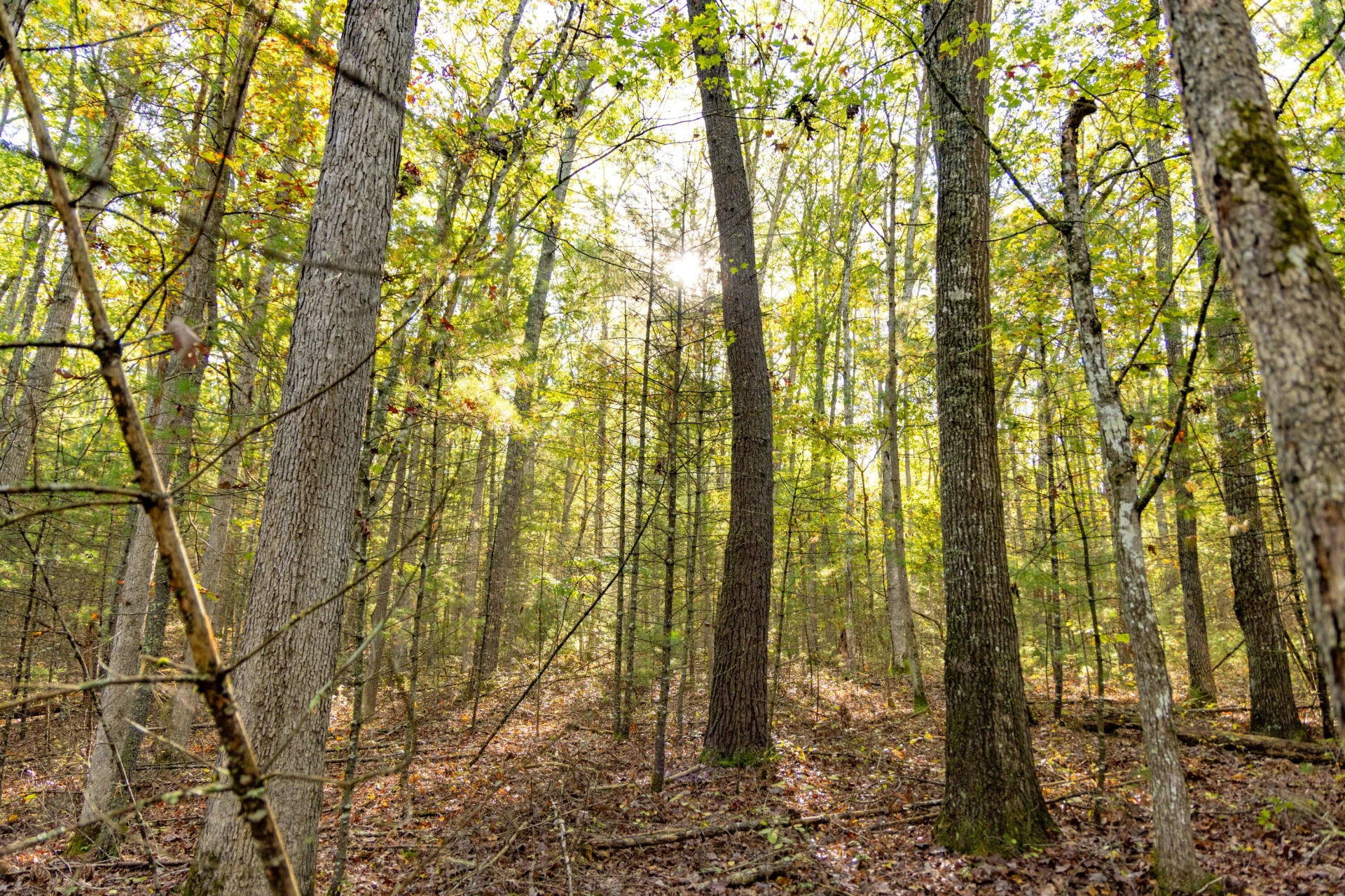 2430 Big Back Creek Rd - Photo 36