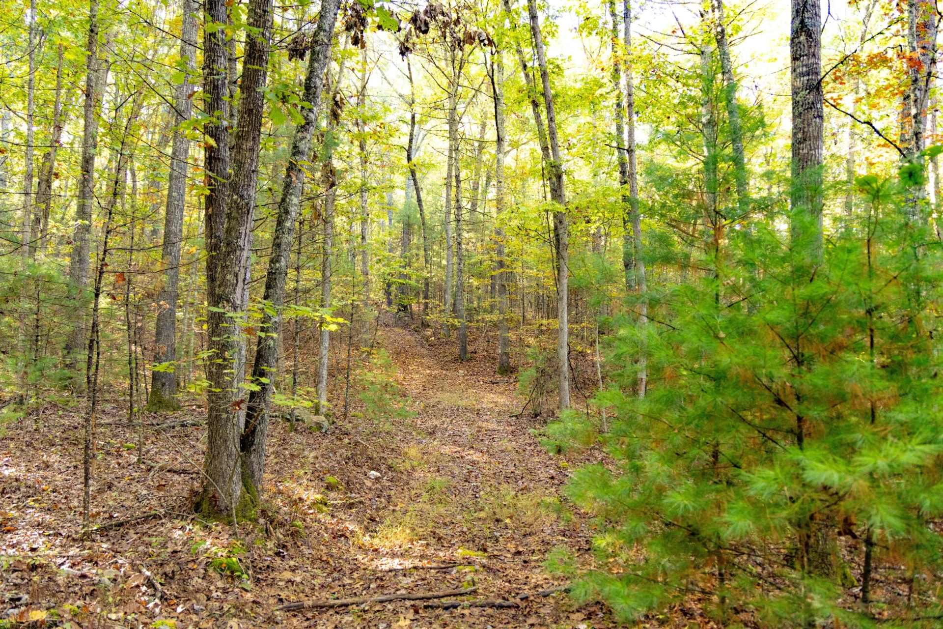 2430 Big Back Creek Rd - Photo 38