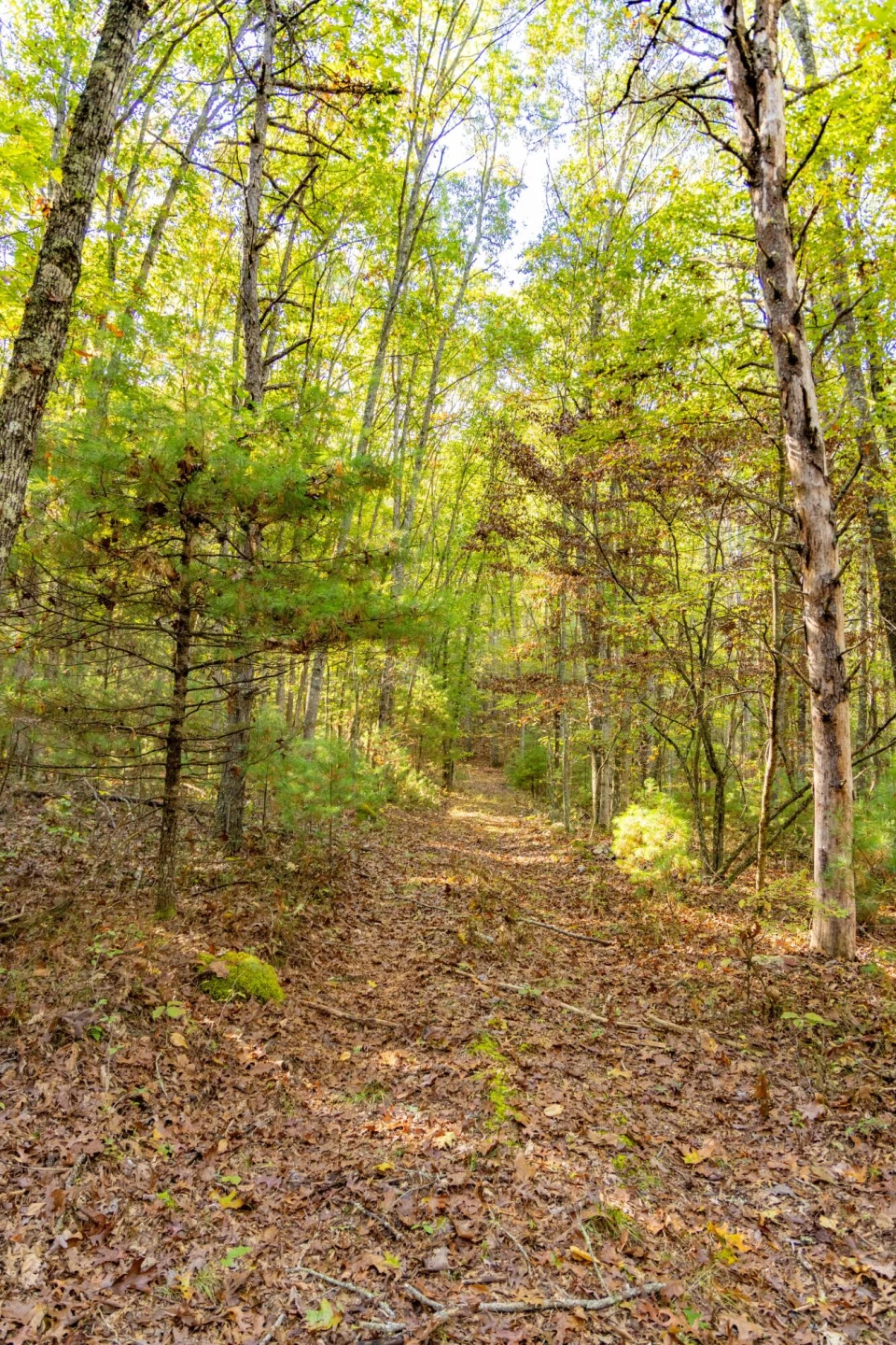 2430 Big Back Creek Rd - Photo 39