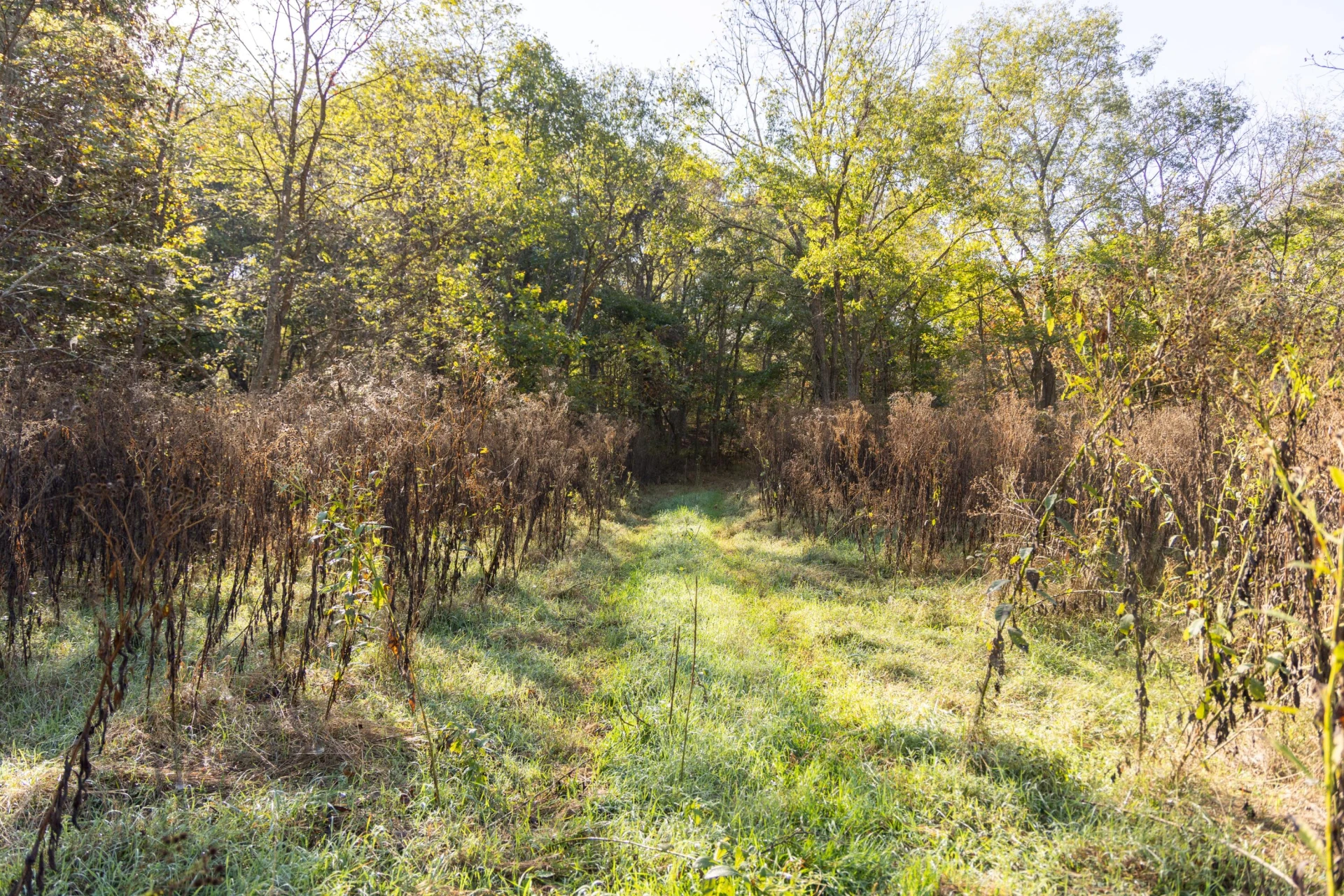 2430 Big Back Creek Rd - Photo 43