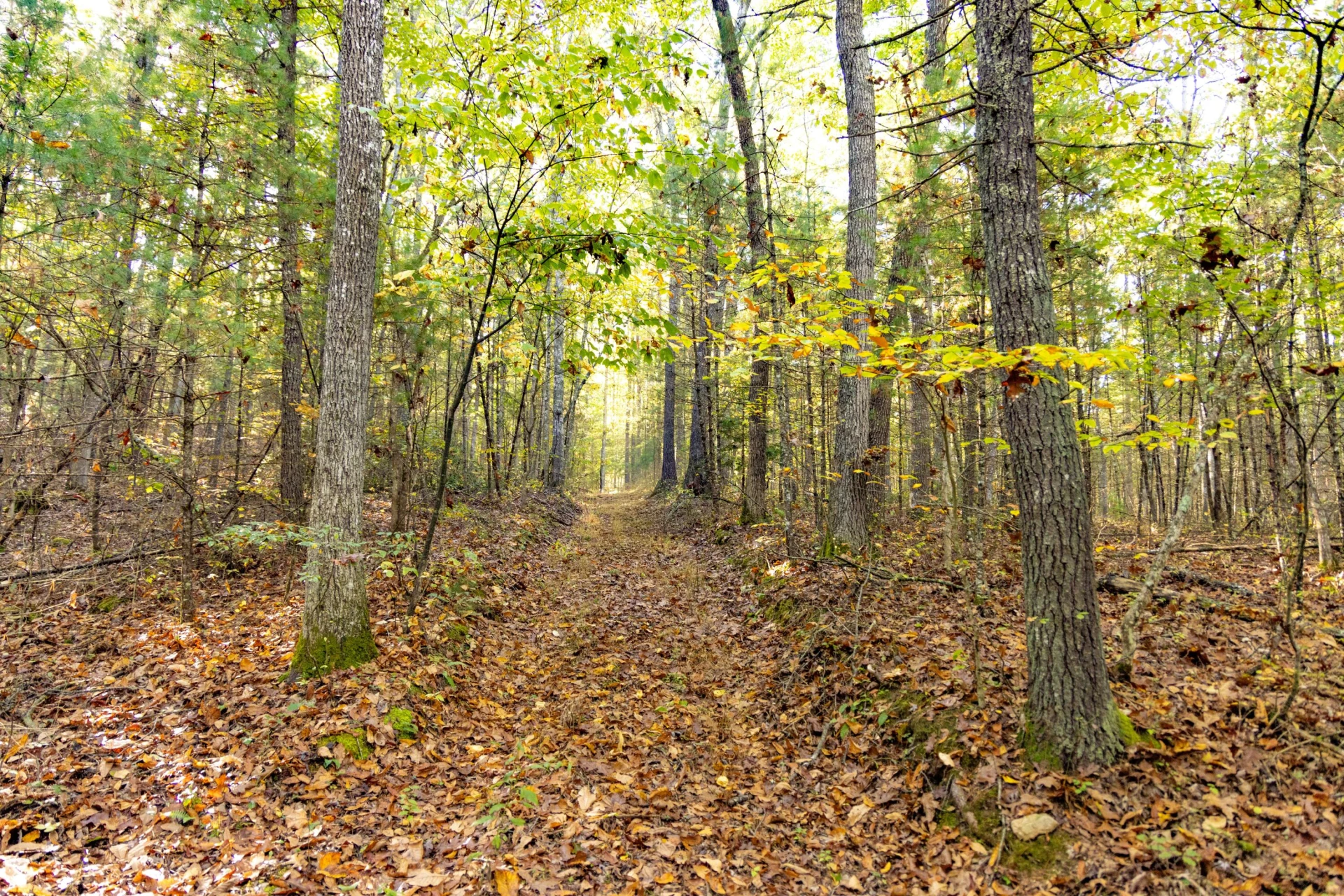 2430 Big Back Creek Rd - Photo 44