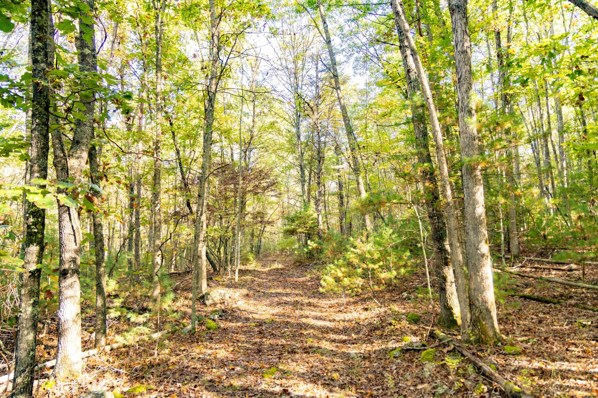 2430 Big Back Creek Rd - Photo 45