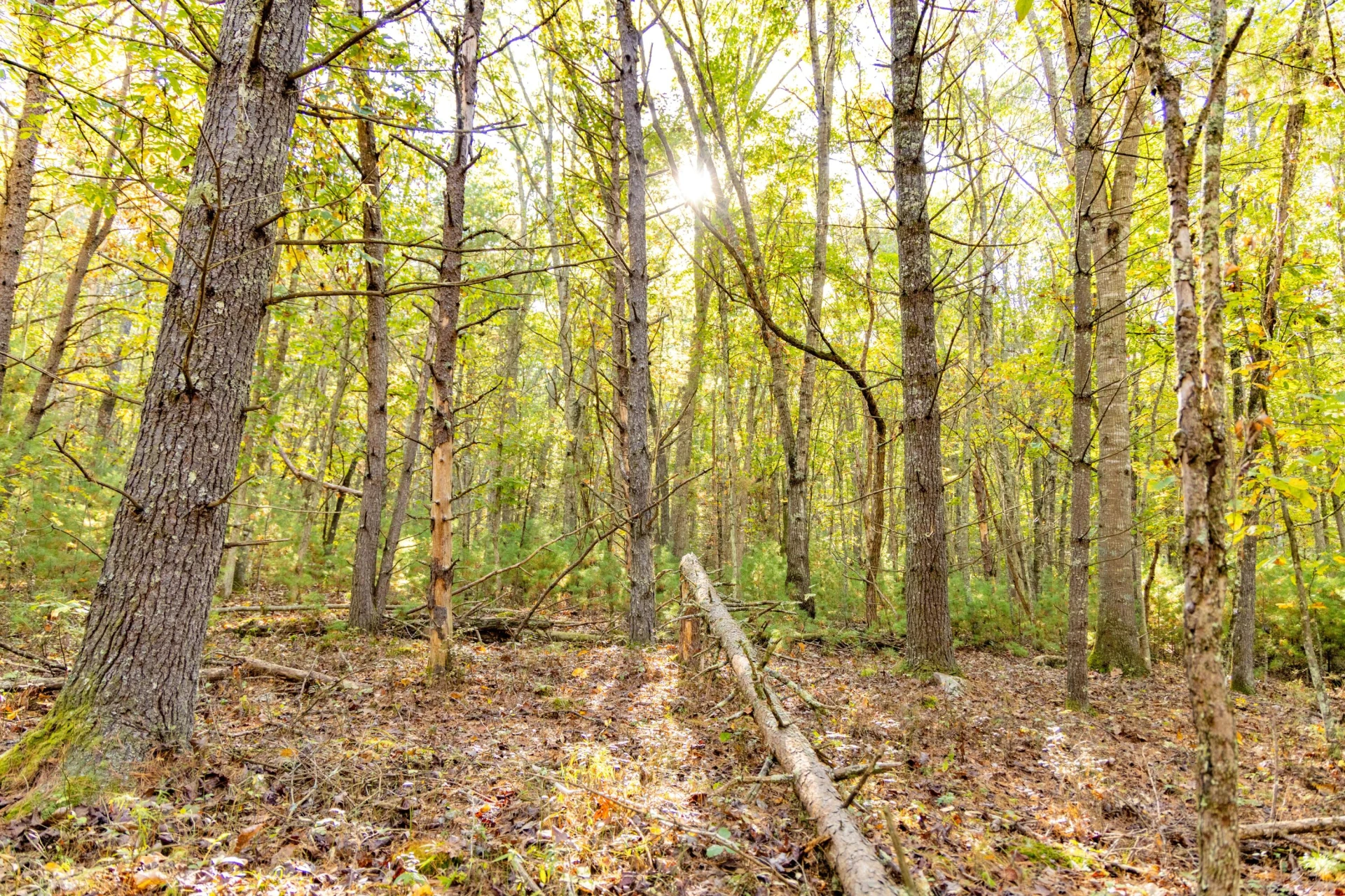 2430 Big Back Creek Rd - Photo 46