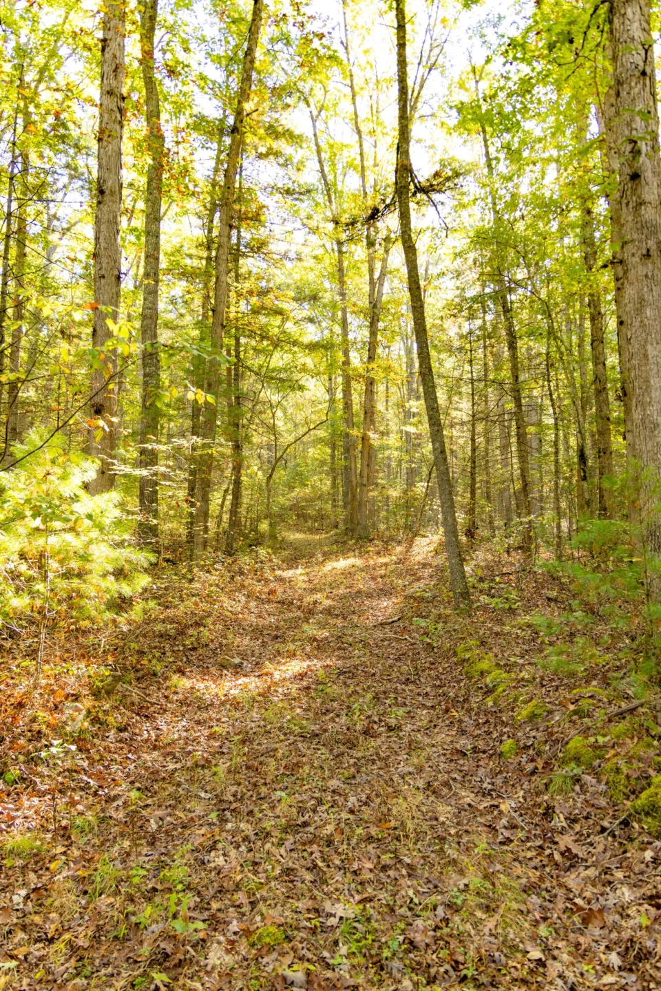 2430 Big Back Creek Rd - Photo 47