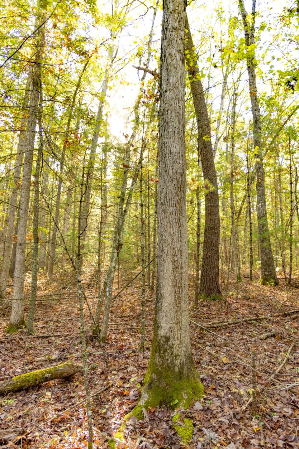 2430 Big Back Creek Rd - Photo 48