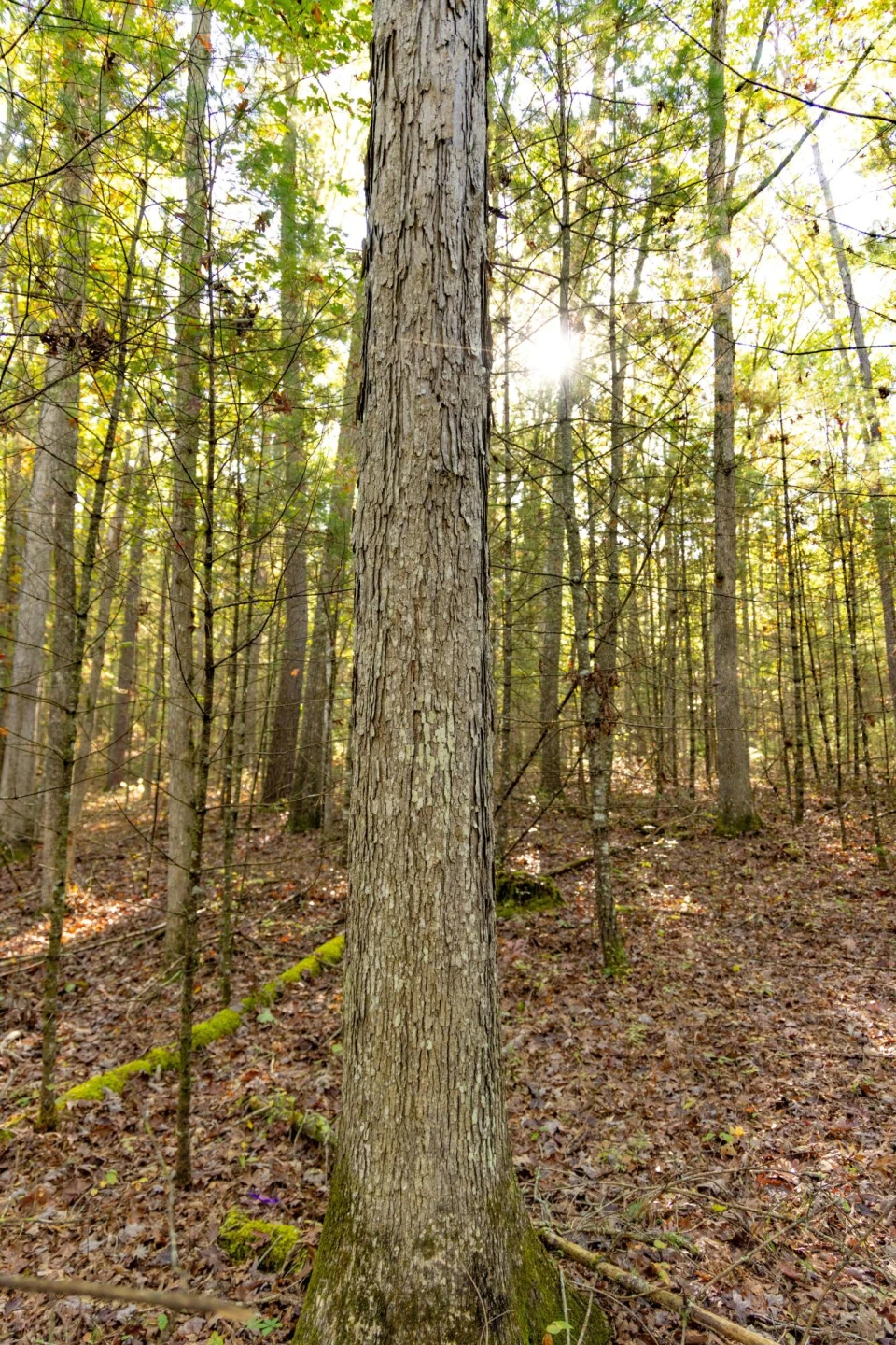 2430 Big Back Creek Rd - Photo 49