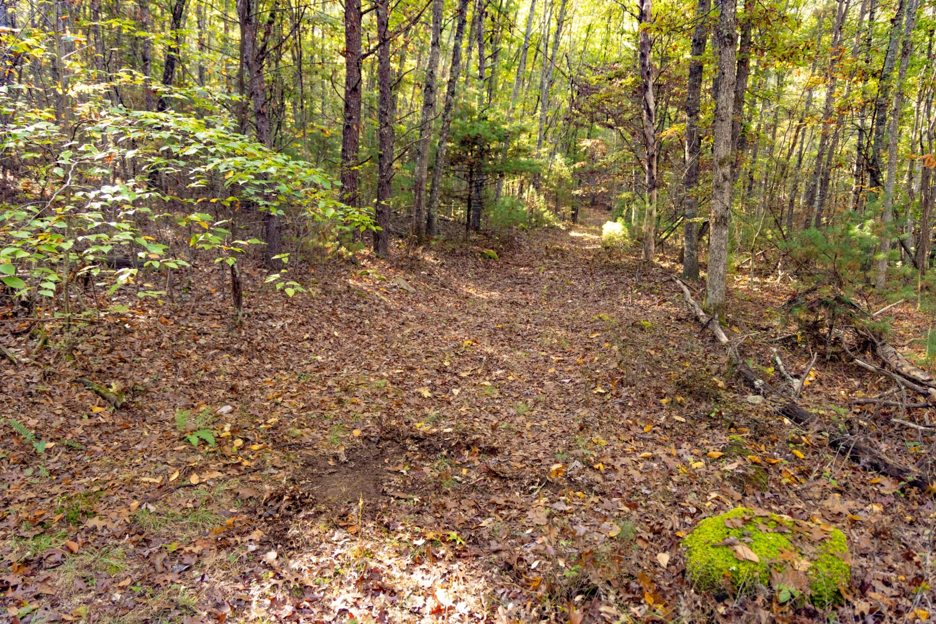2430 Big Back Creek Rd - Photo 51