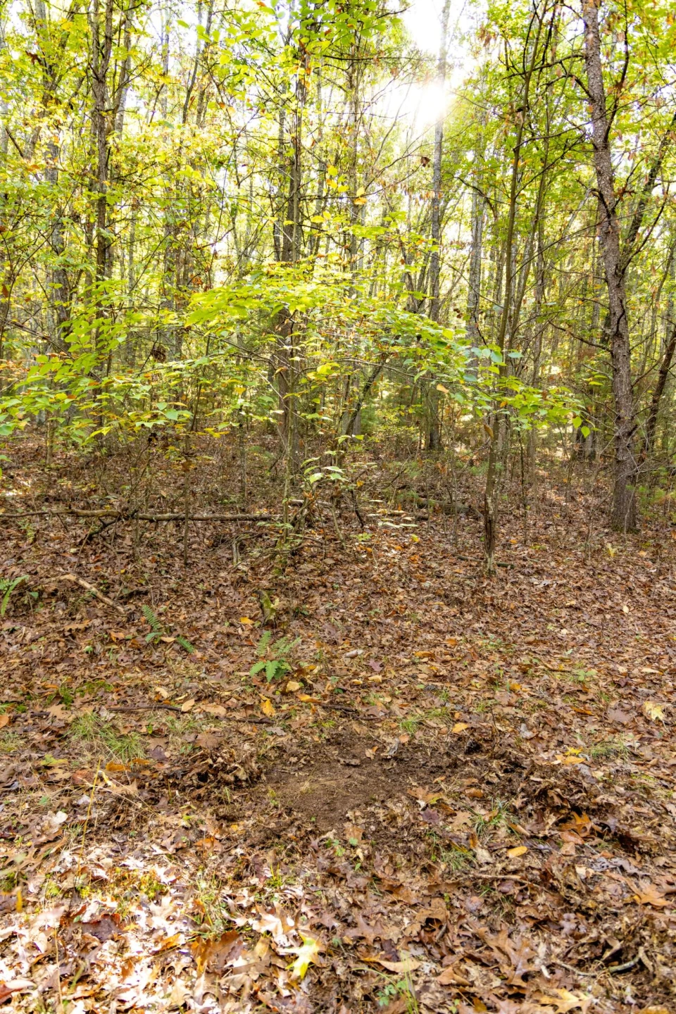 2430 Big Back Creek Rd - Photo 54