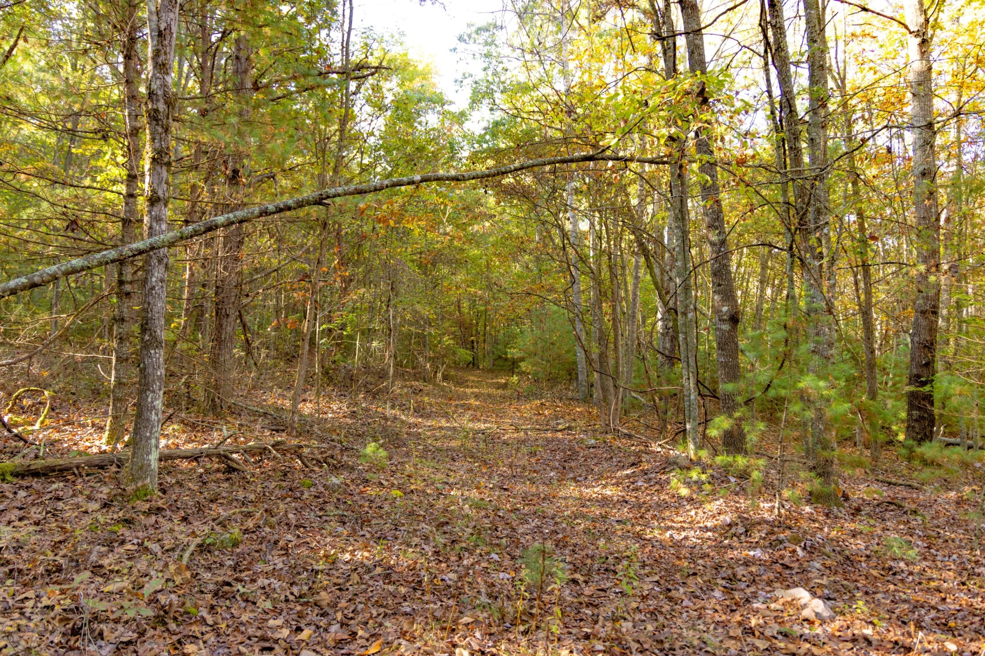 2430 Big Back Creek Rd - Photo 55