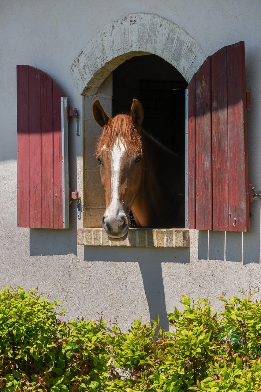 100 Equus - Photo 12