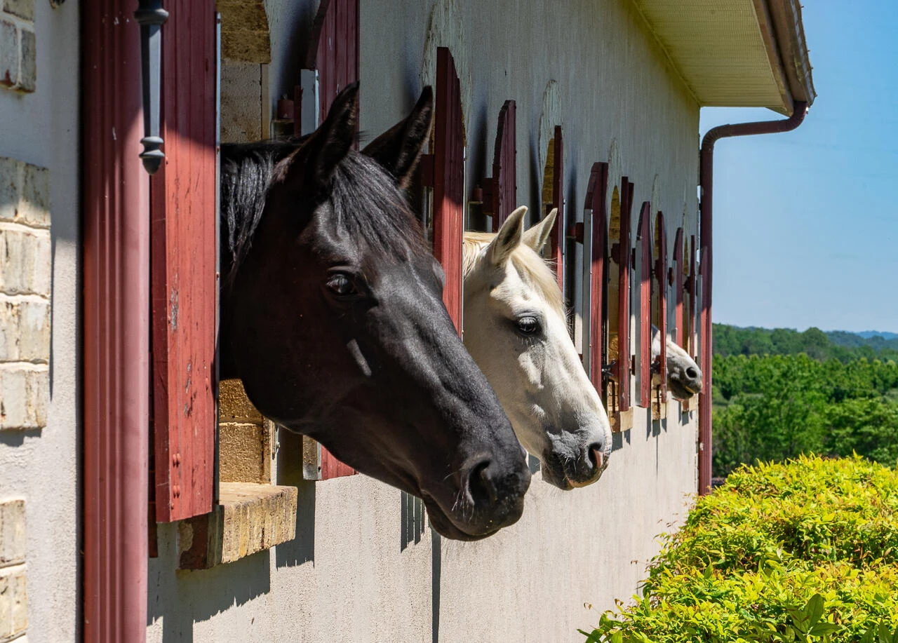 100 Equus - Photo 2