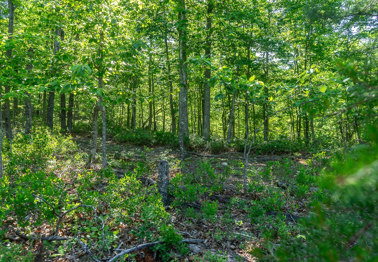 18  Acres Blake Rd - Photo 14