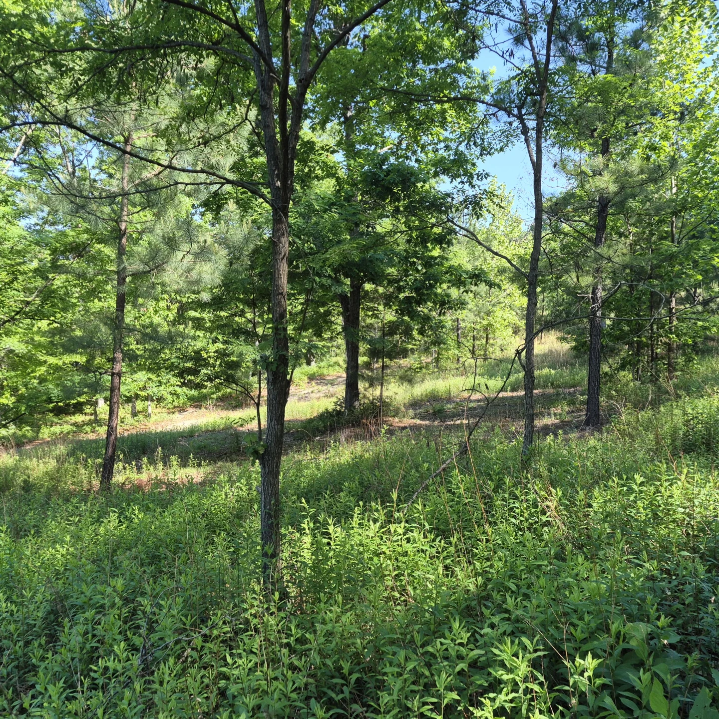 18  Acres Blake Rd - Photo 16
