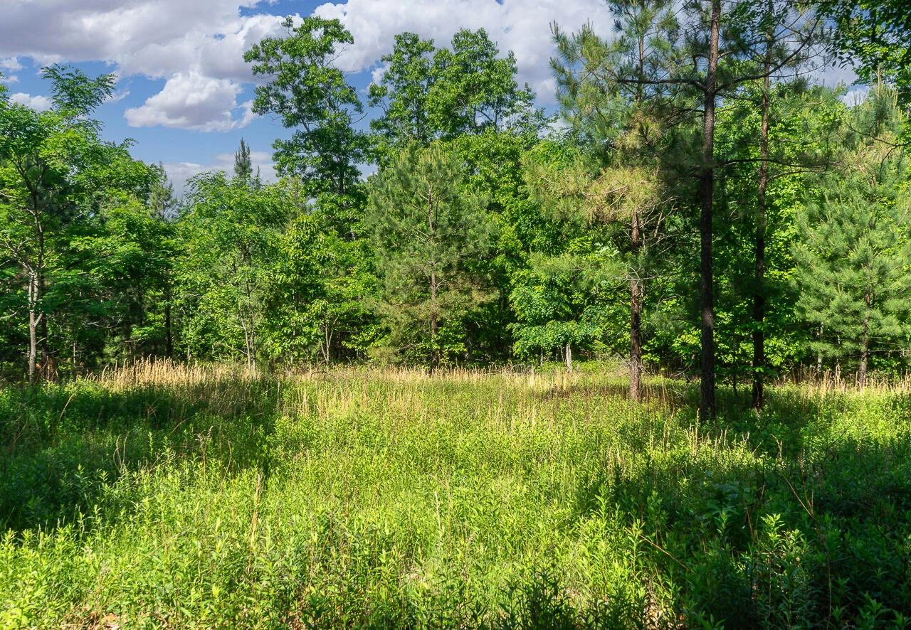 18  Acres Blake Rd - Photo 5