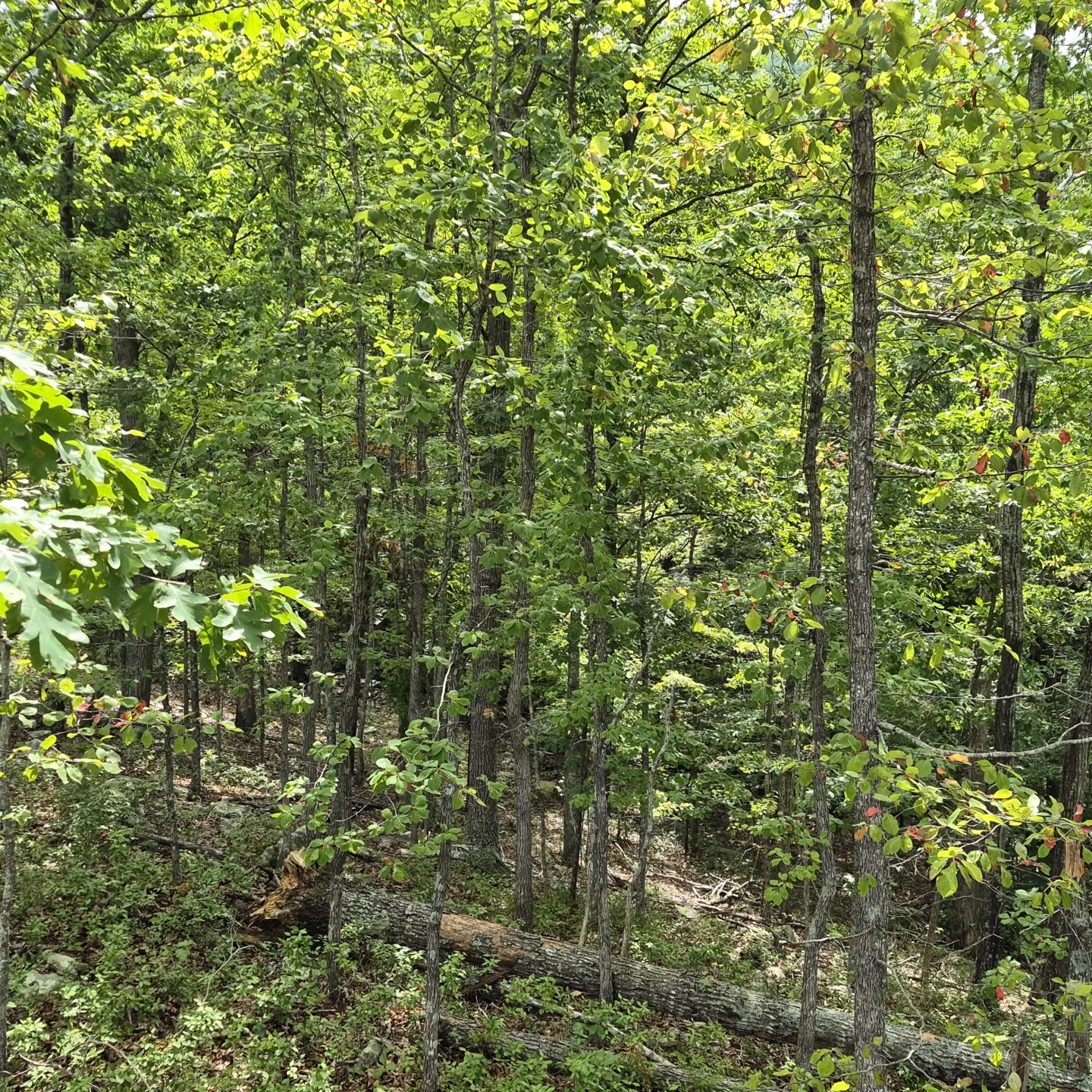18  Acres Blake Rd - Photo 23