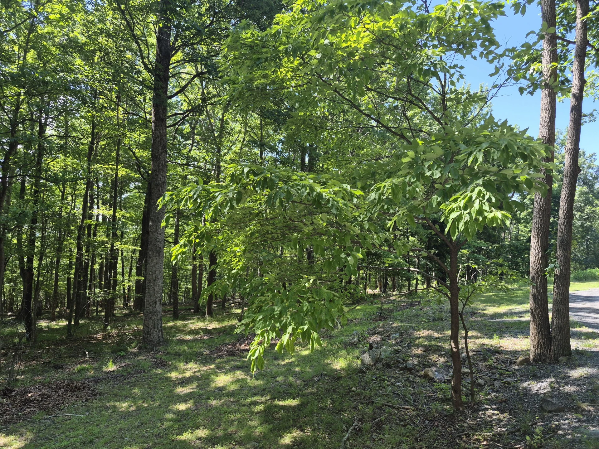 830 Honey Hollow Road - Photo 2