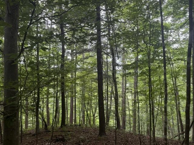 815 Maury River Rd - Photo 41
