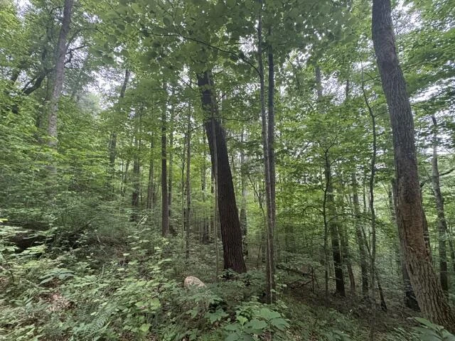 815 Maury River Rd - Photo 44