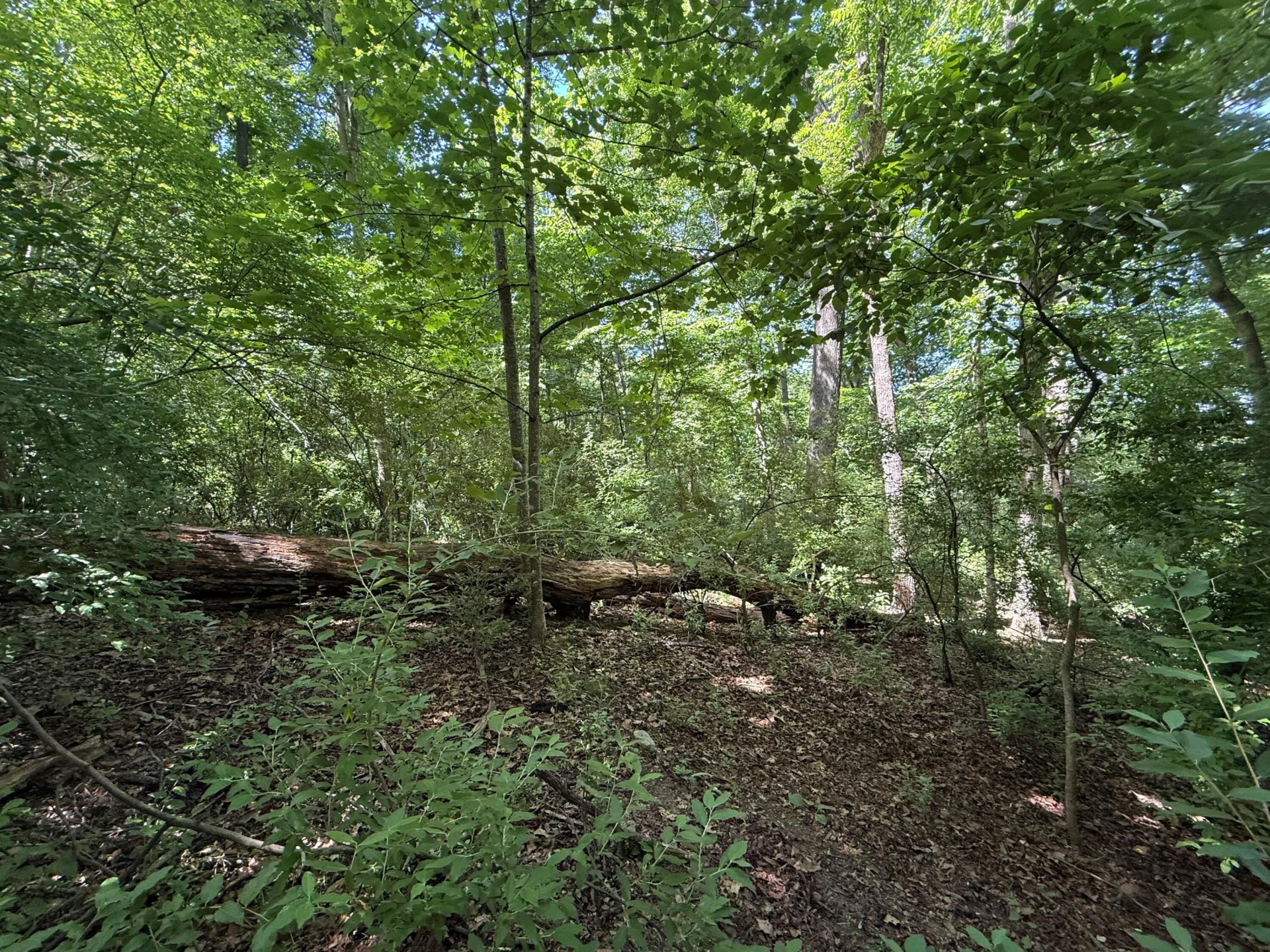 TBD Shepherd Dr - Photo 5