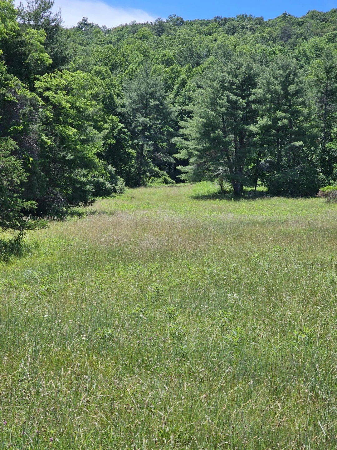 2105 Coles Mountain Rd - Photo 37