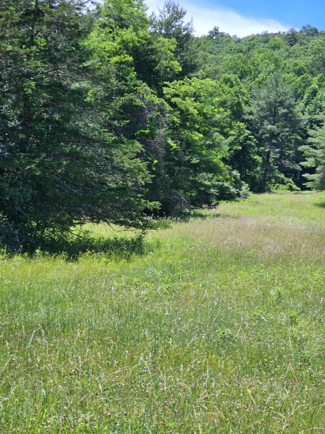 2105 Coles Mountain Rd - Photo 38