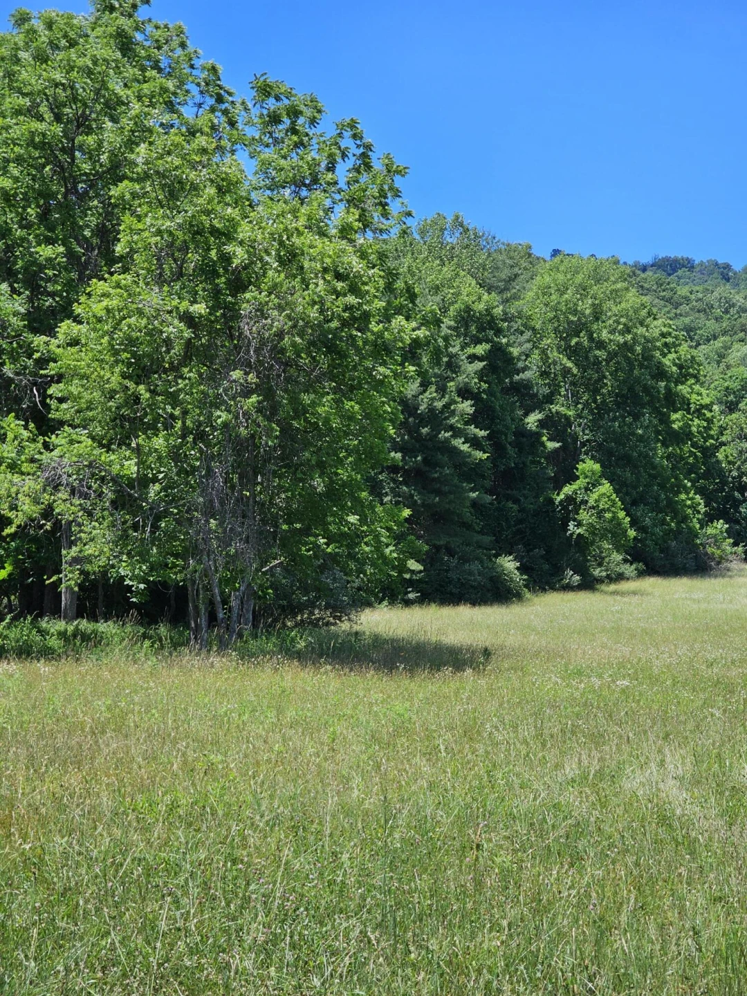 2105 Coles Mountain Rd - Photo 39
