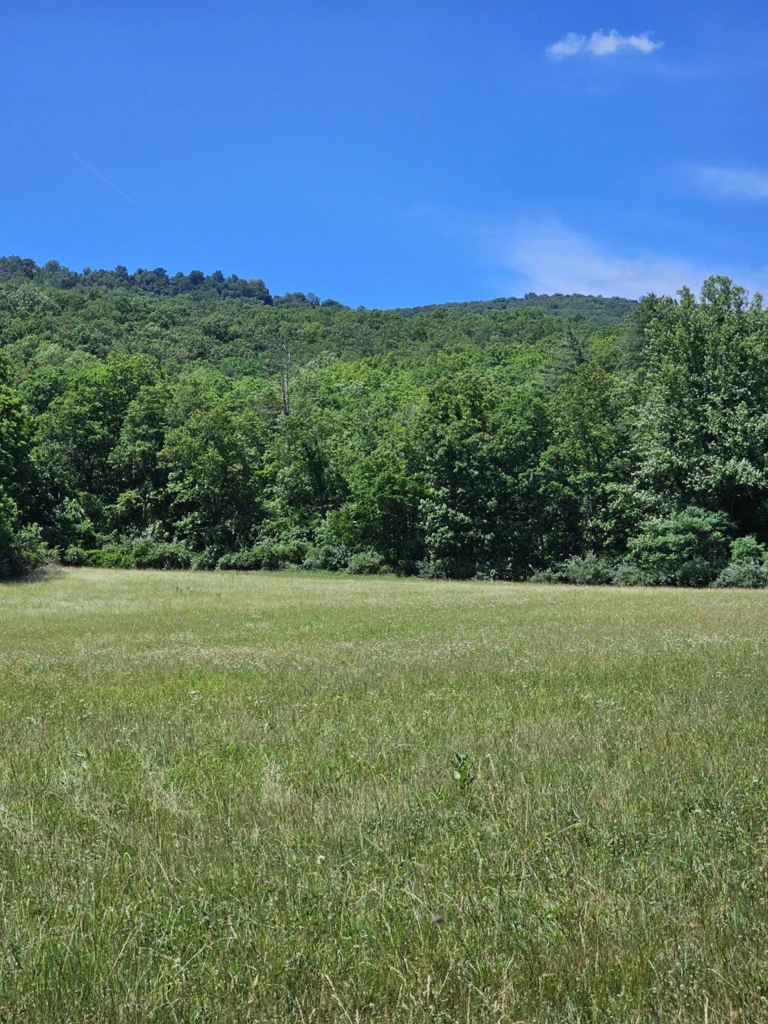 2105 Coles Mountain Rd - Photo 40