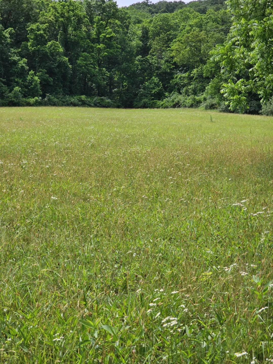 2105 Coles Mountain Rd - Photo 47