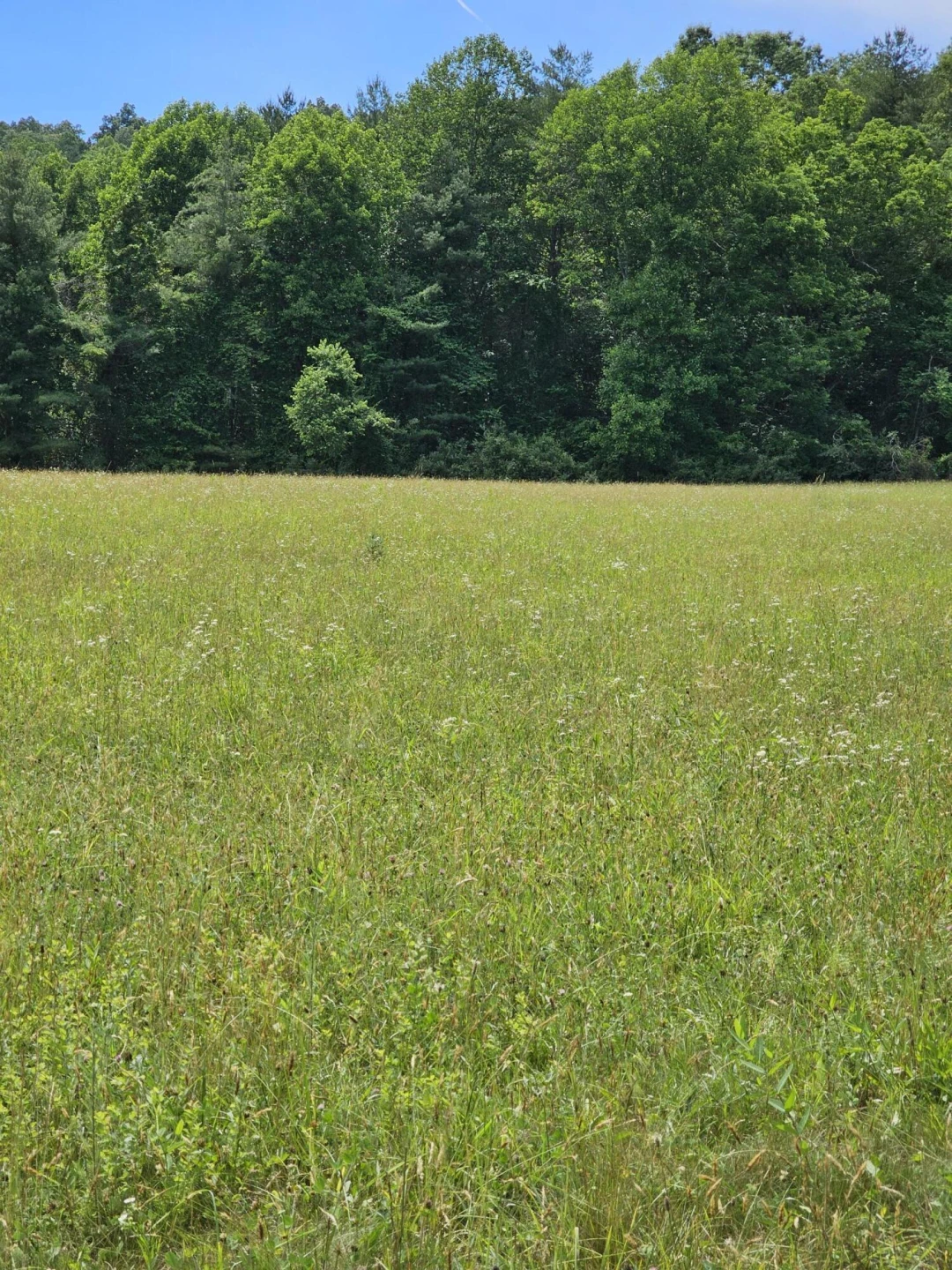 2105 Coles Mountain Rd - Photo 48