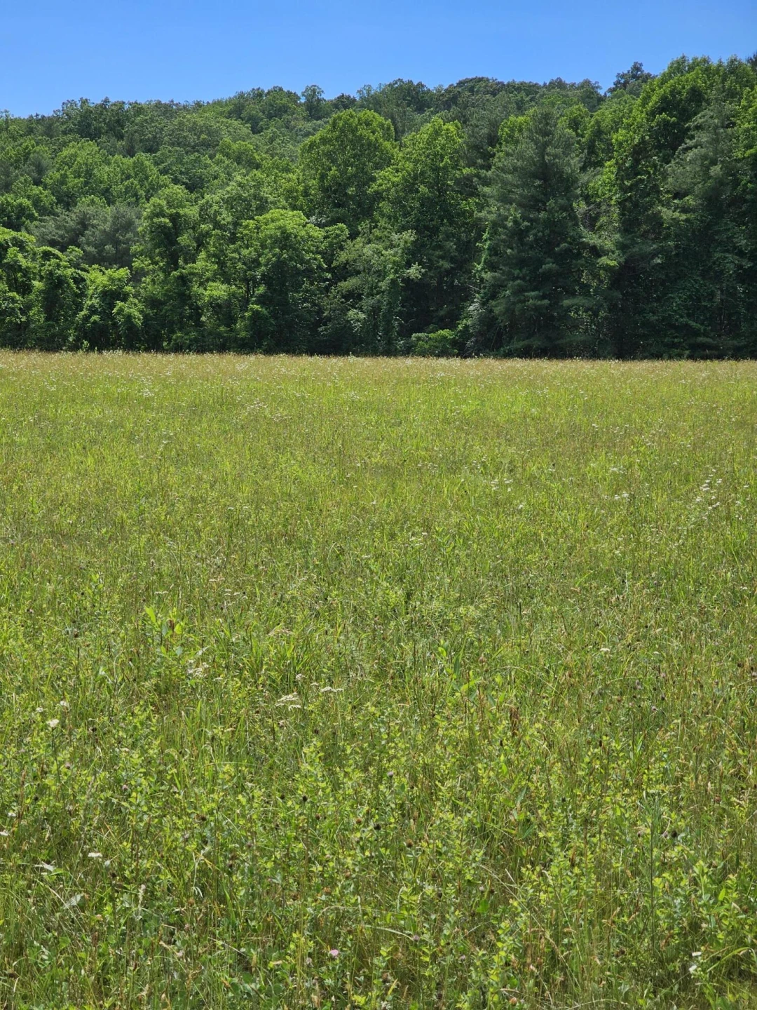 2105 Coles Mountain Rd - Photo 49