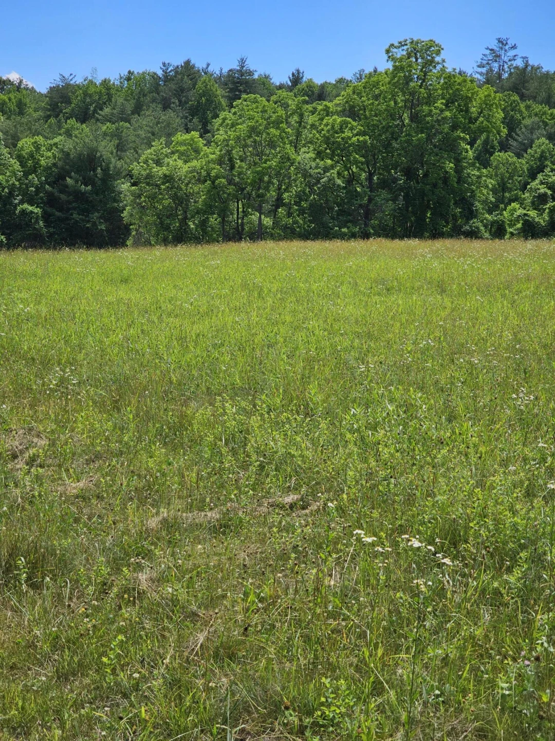 2105 Coles Mountain Rd - Photo 61