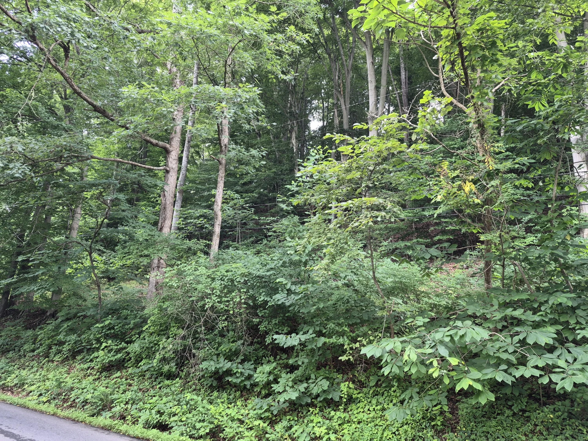 TBD Blue Ridge Rd - Photo 3