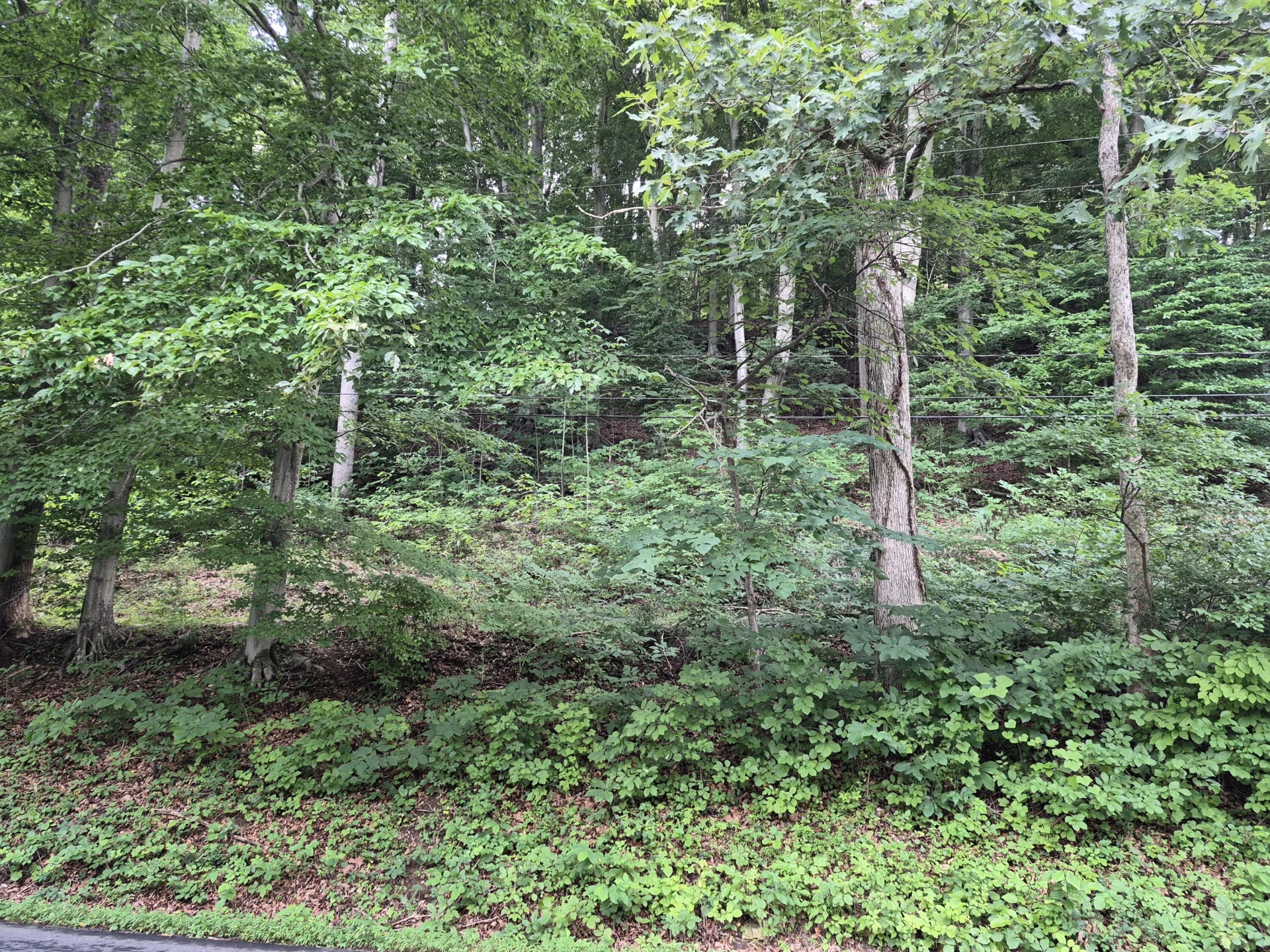 TBD Blue Ridge Rd - Photo 5