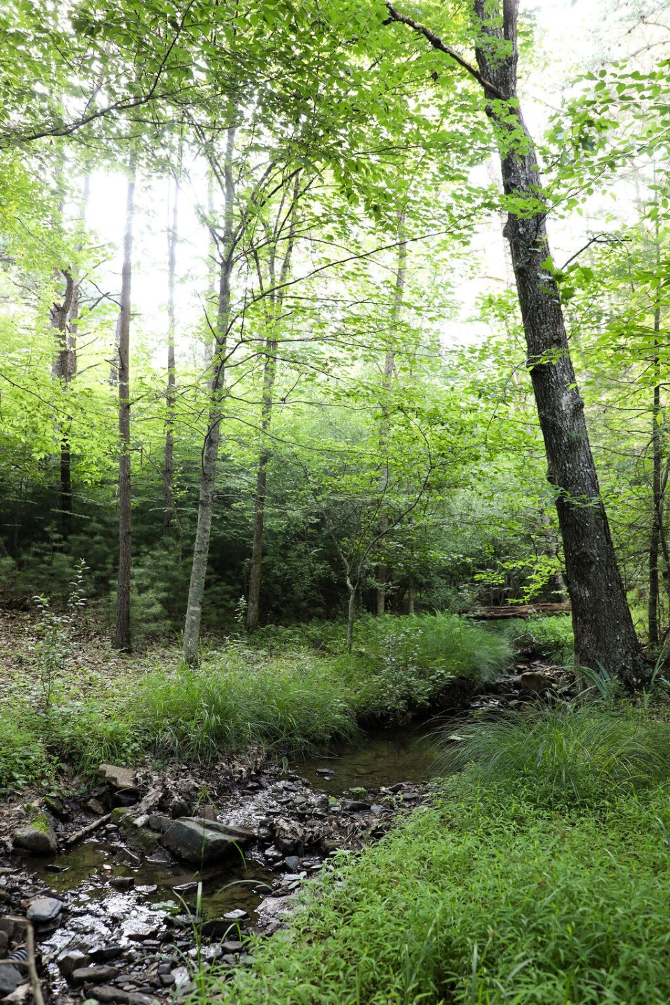 12132 Jackson River Rd - Photo 71