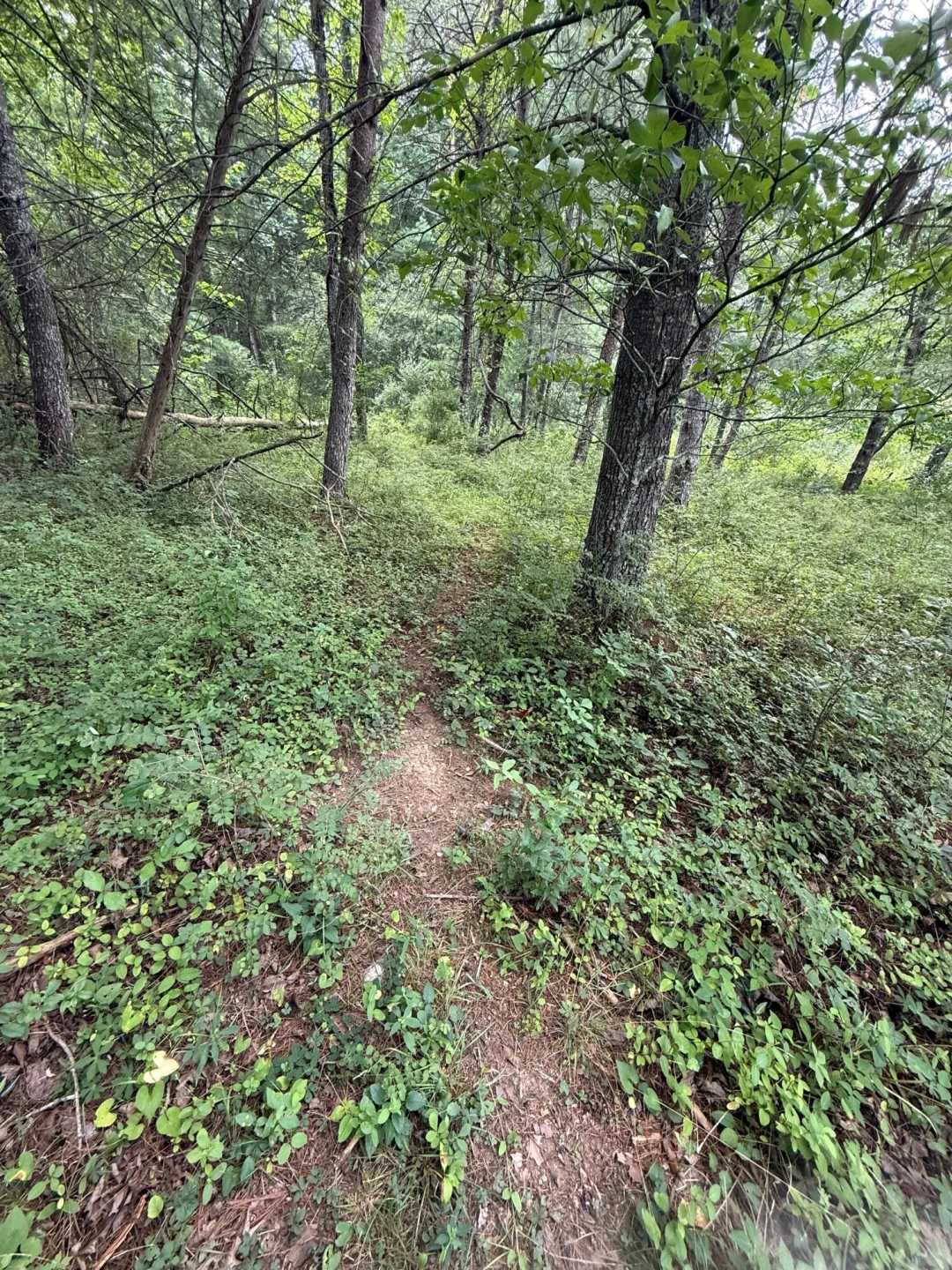 125 Great North Mountain Dr - Photo 36
