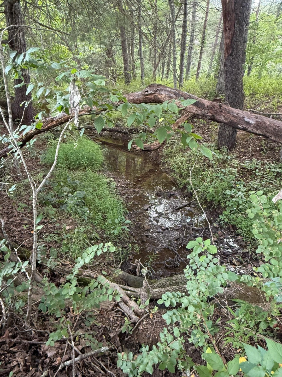 125 Great North Mountain Dr - Photo 38