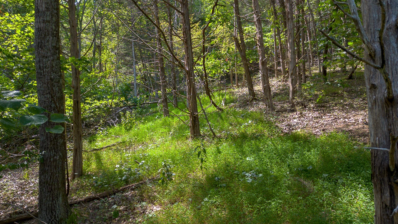 TBD 29.54 acres Hollow Ln - Photo 5