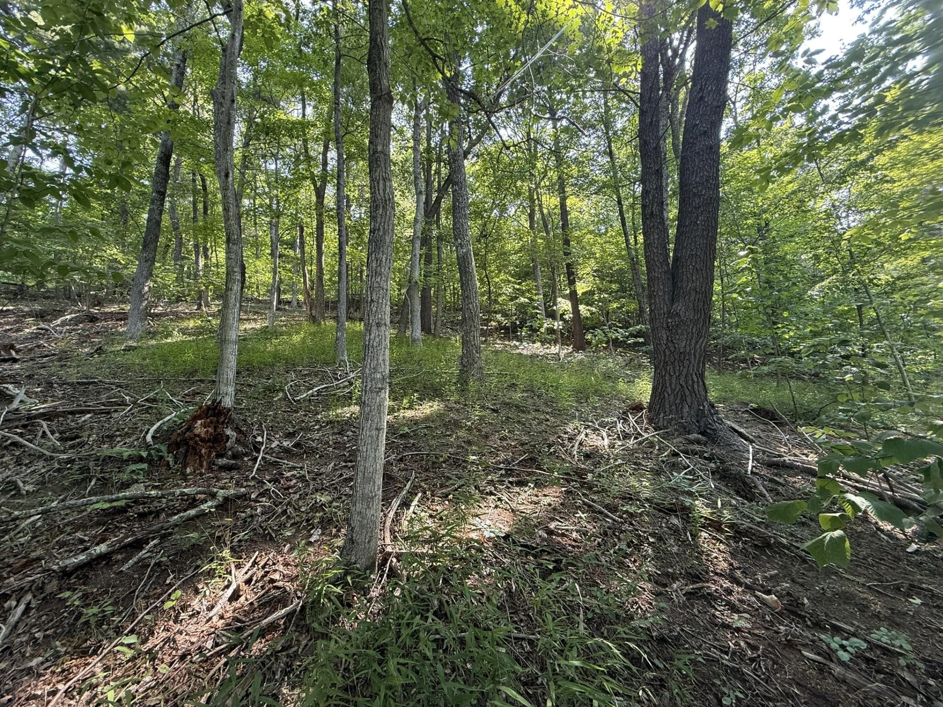 TBD Lodge Trl - Photo 3