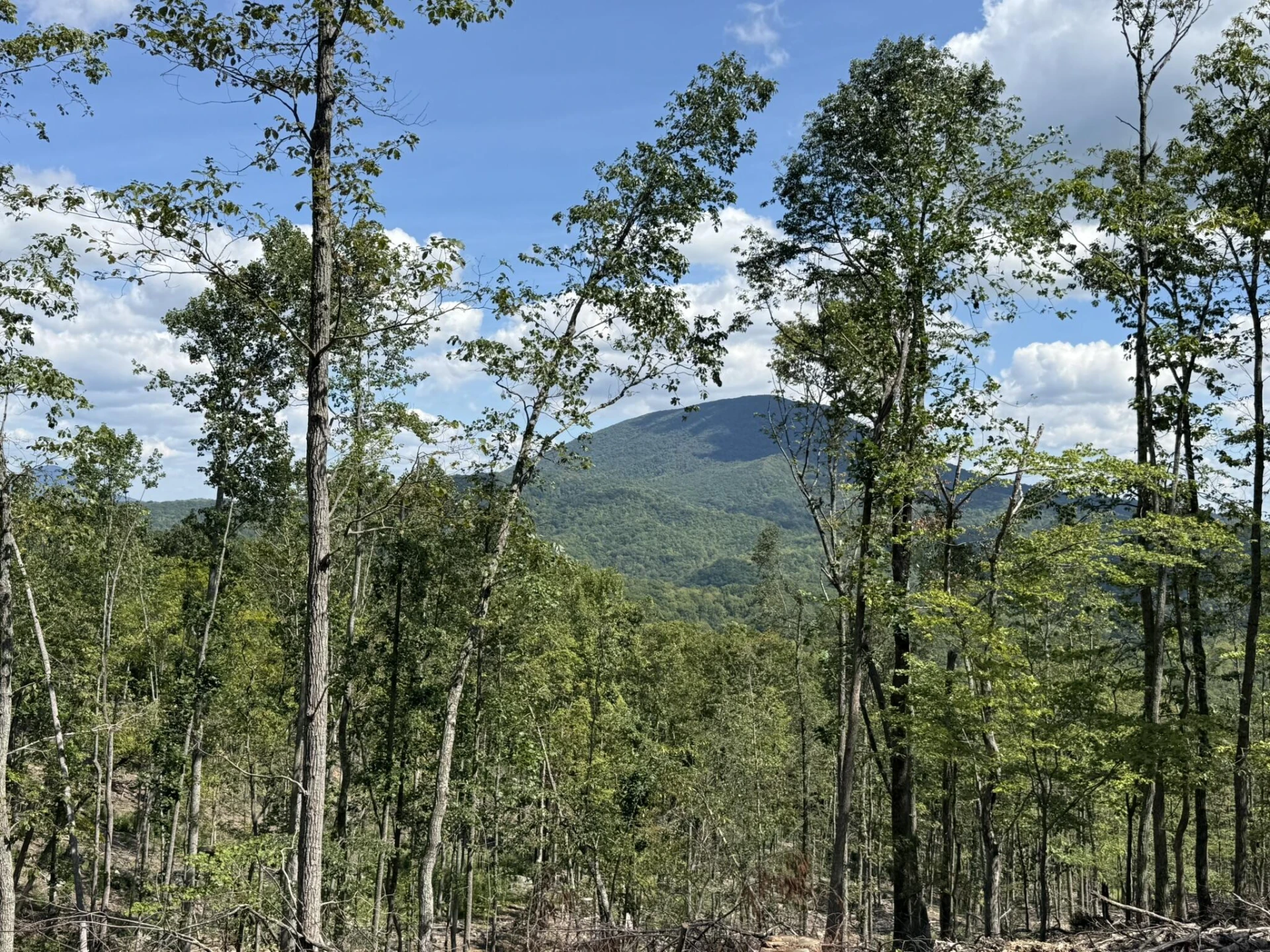 TBD Honey Hollow Rd - Photo 2