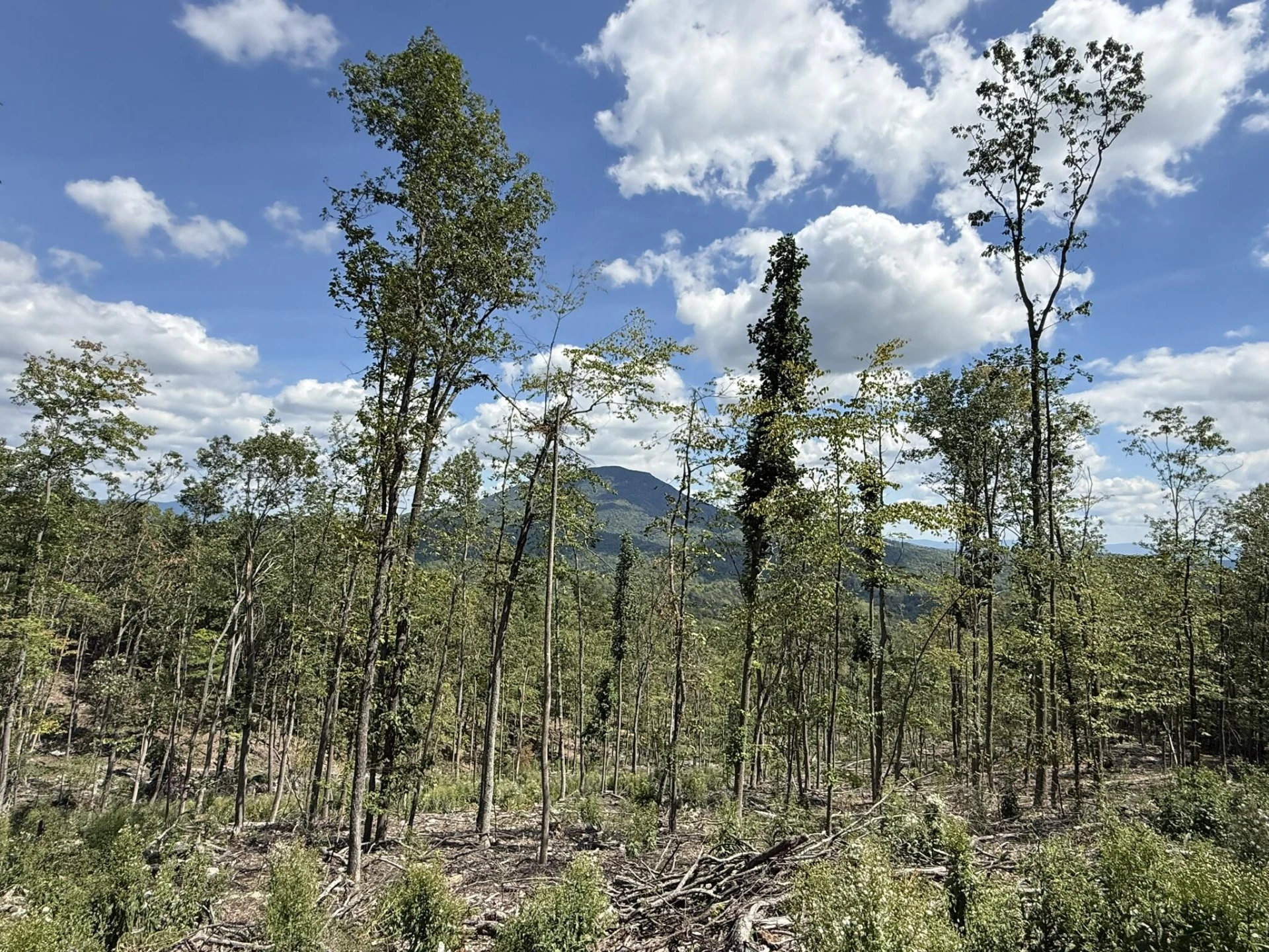 TBD Honey Hollow Rd - Photo 3