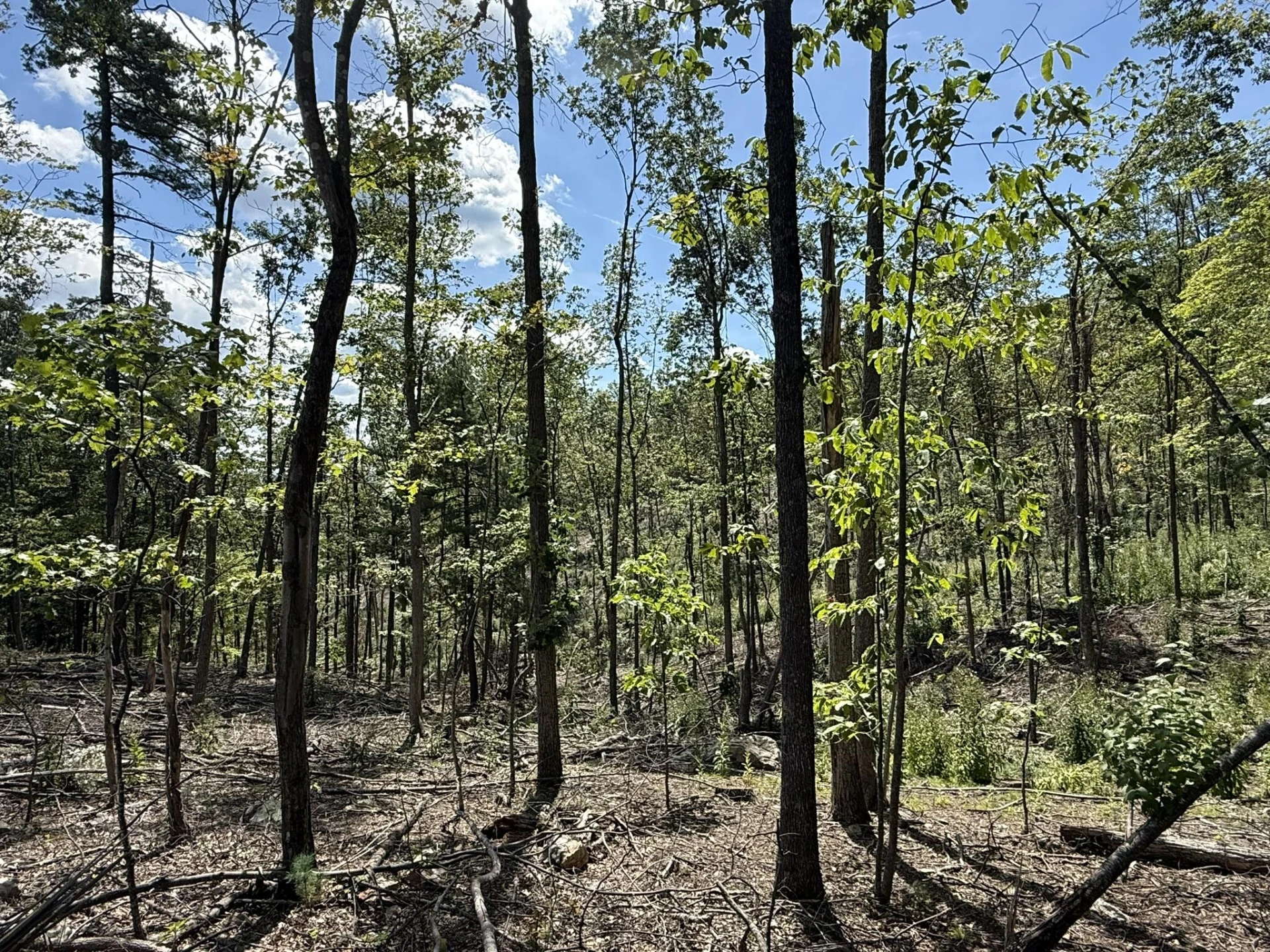 TBD Honey Hollow Rd - Photo 4