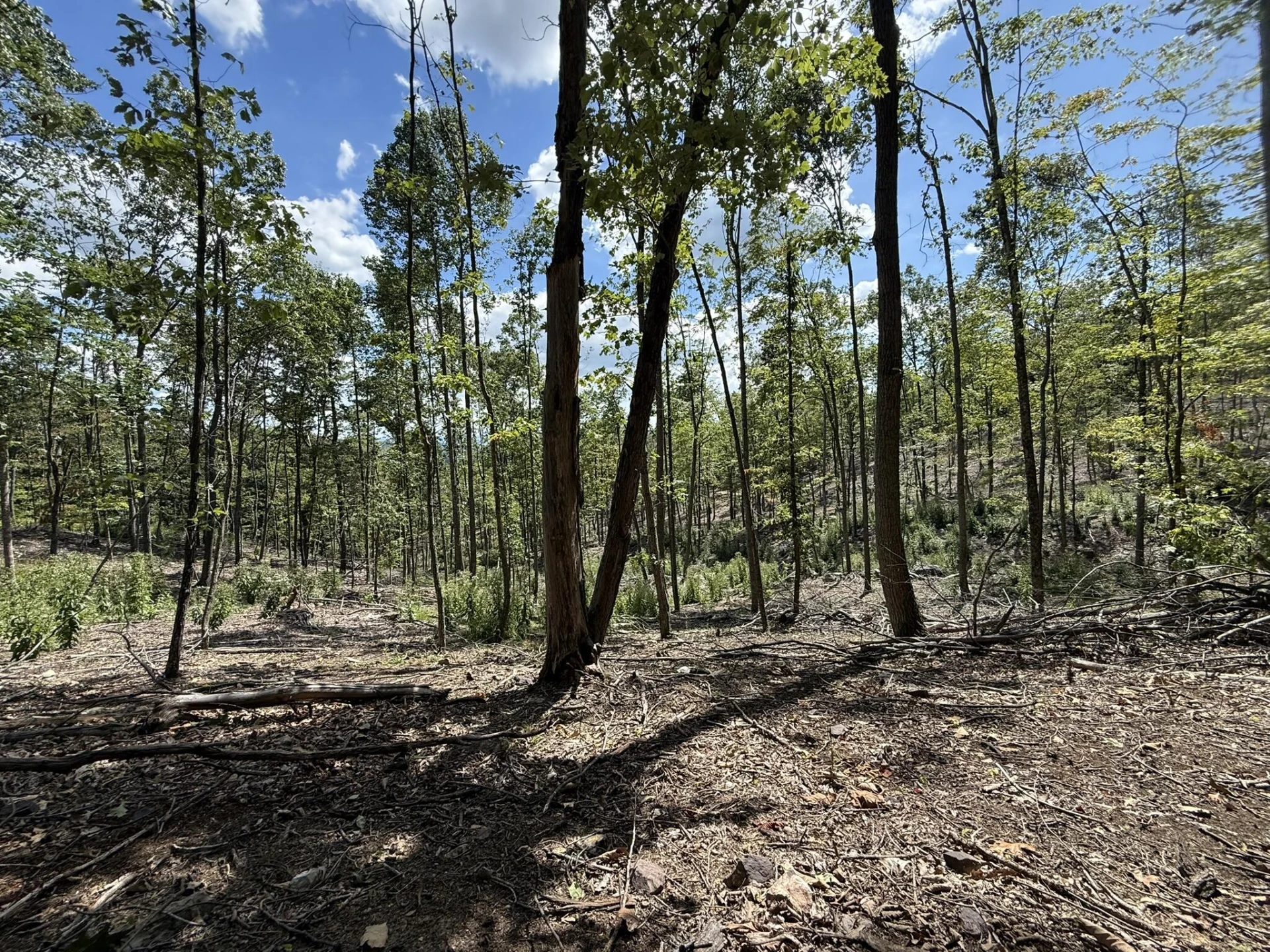 TBD Honey Hollow Rd - Photo 5